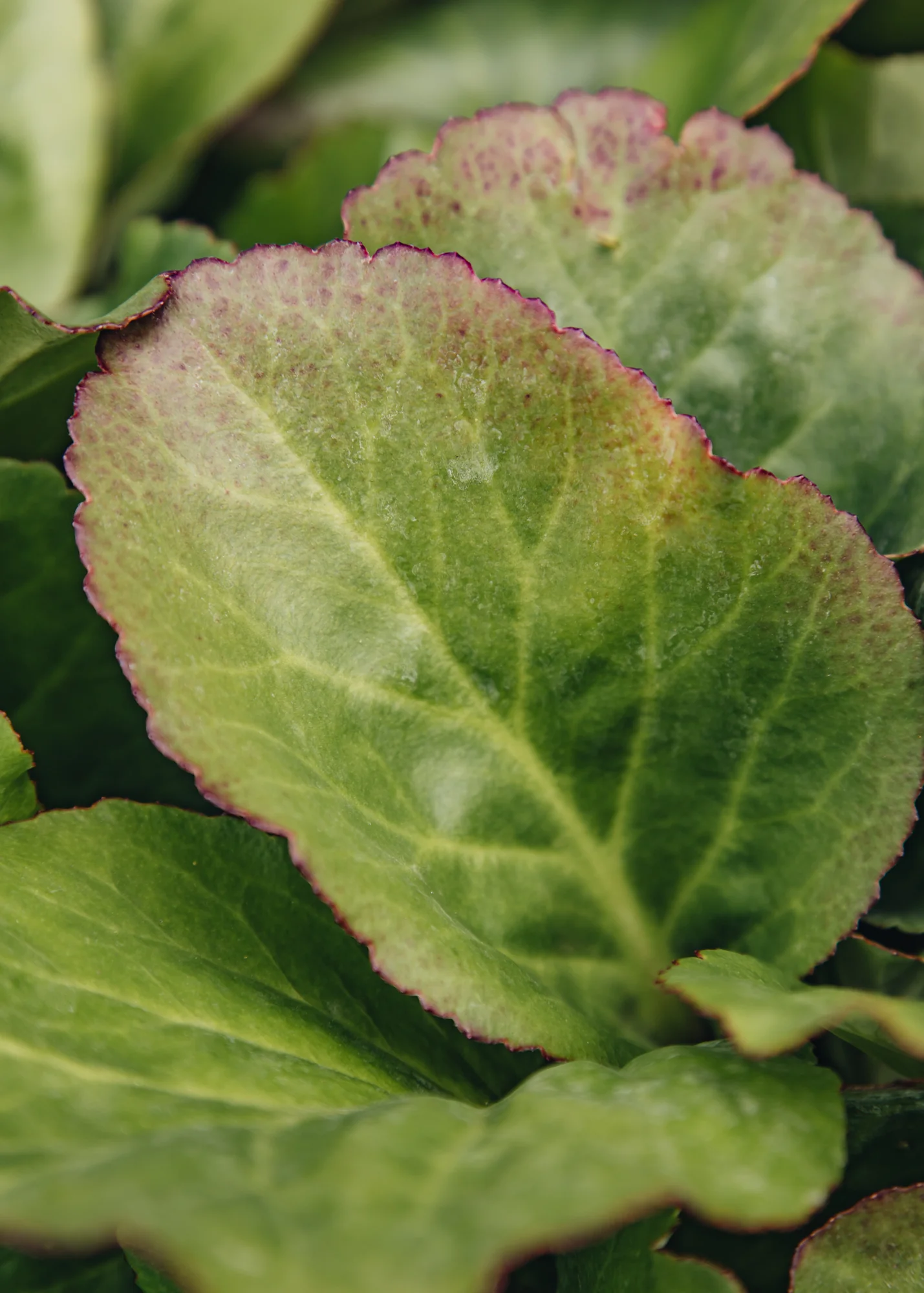 Bergenia cordifolia ‘Jelle White’, 2L - Image 3