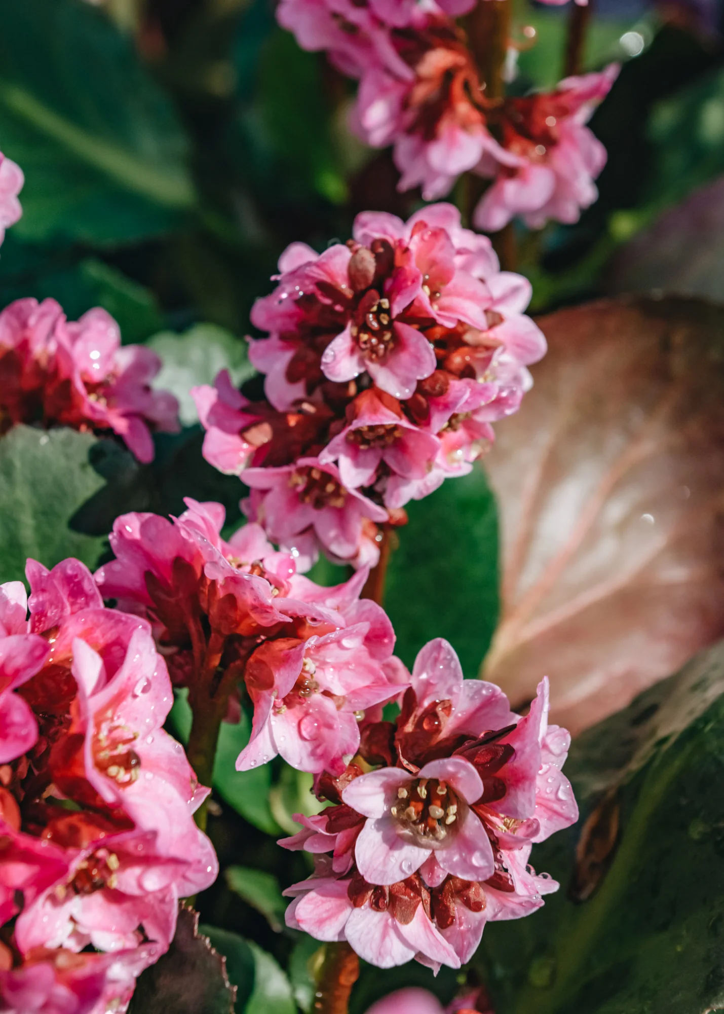 Bergenia Dragonfly Sakura, 2/3L - Image 2