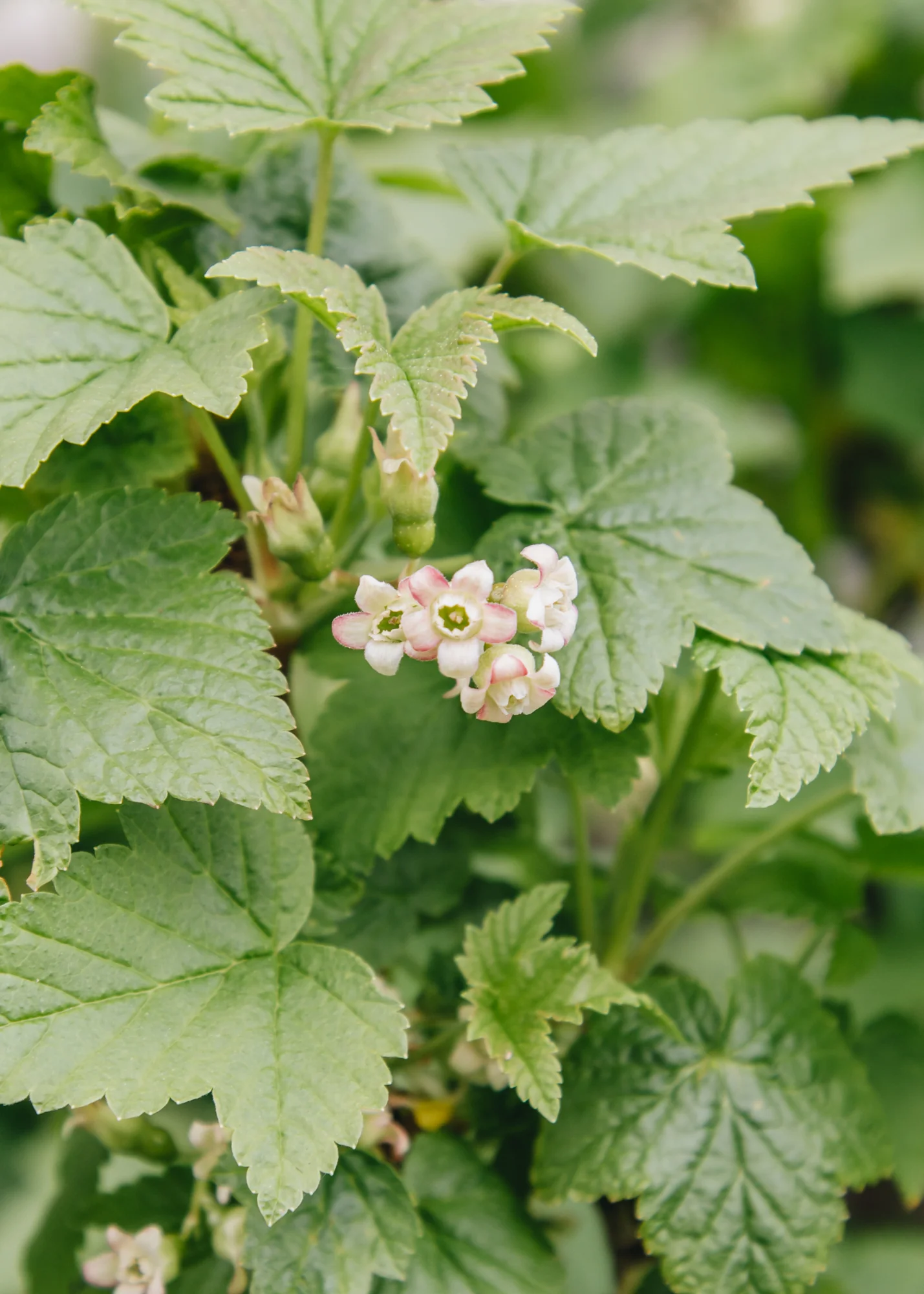 Blackcurrant Cassissima® 'Black Marble'®, 5L 