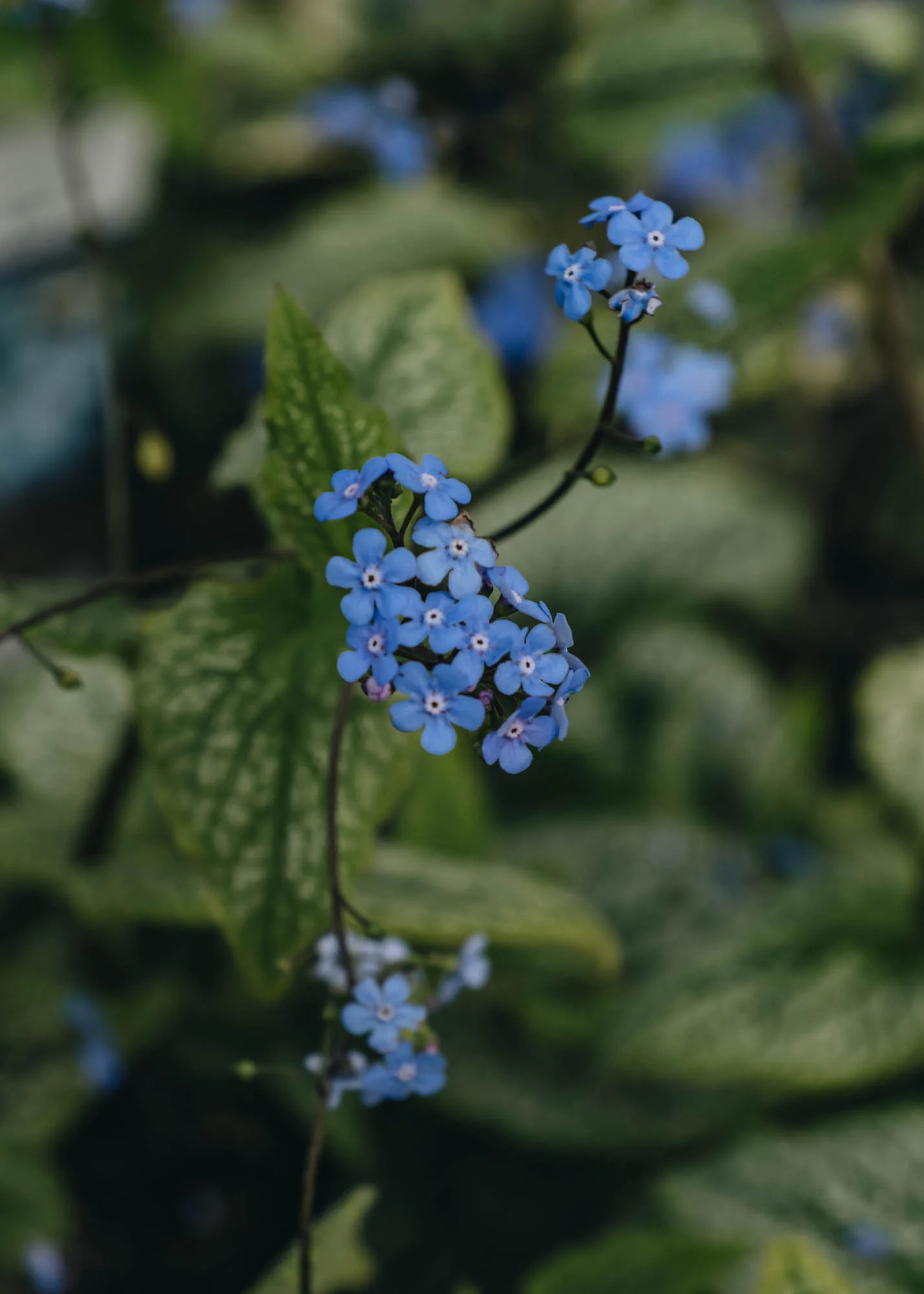 Brunnera macrophylla Alexander's Great, 2/3L
