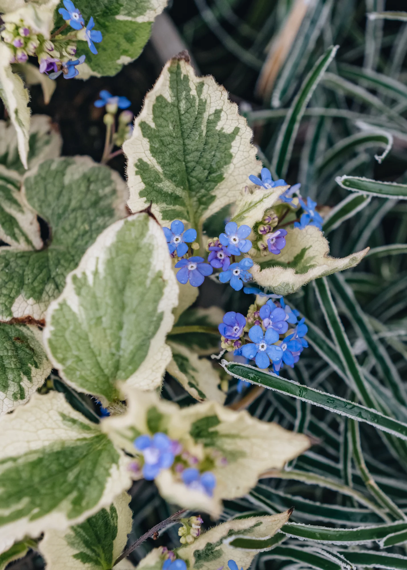 Brunnera 'Dawson's White', 2/3L