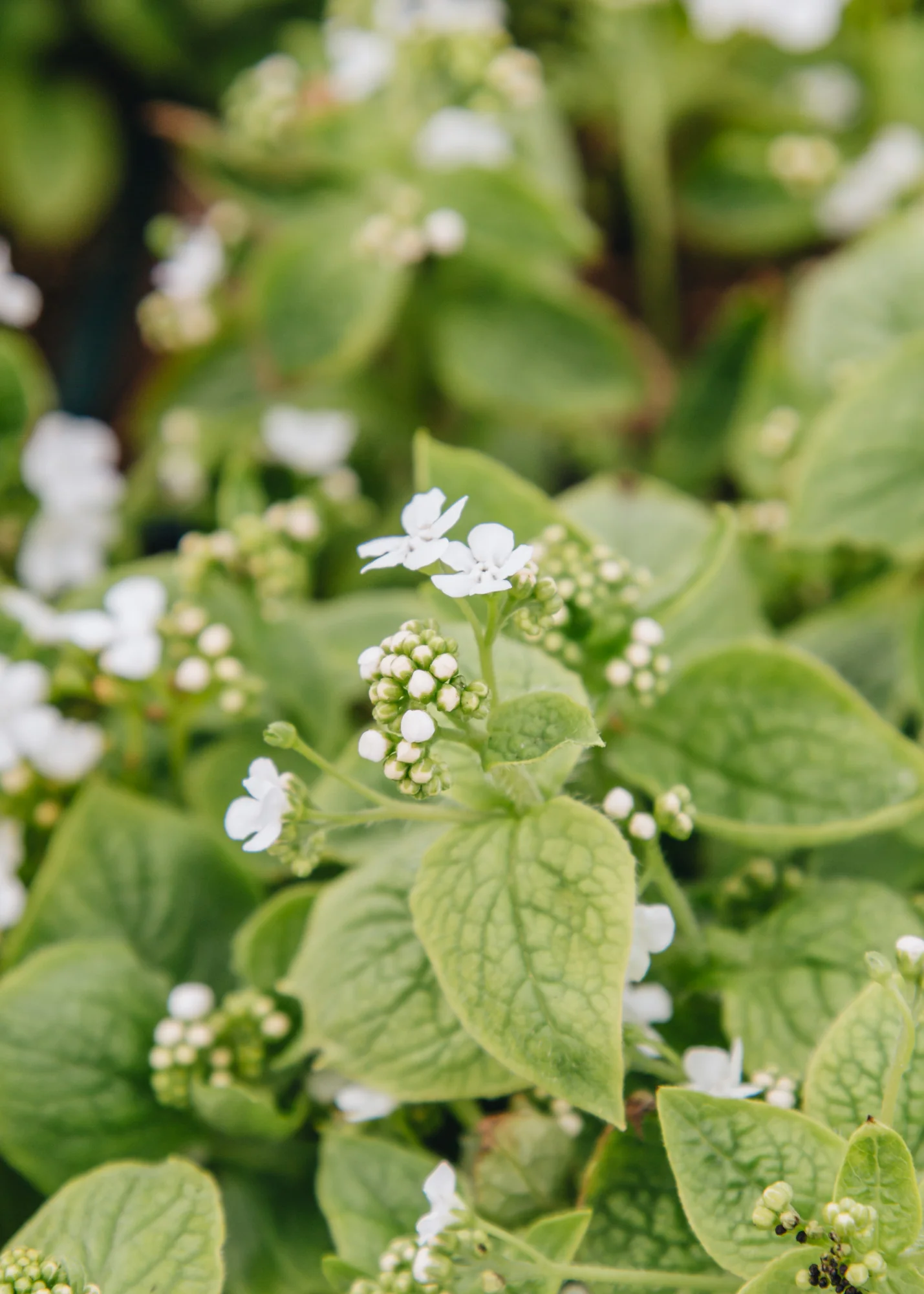 Brunnera macrophylla Betty Bowring, 2/3L - Image 2