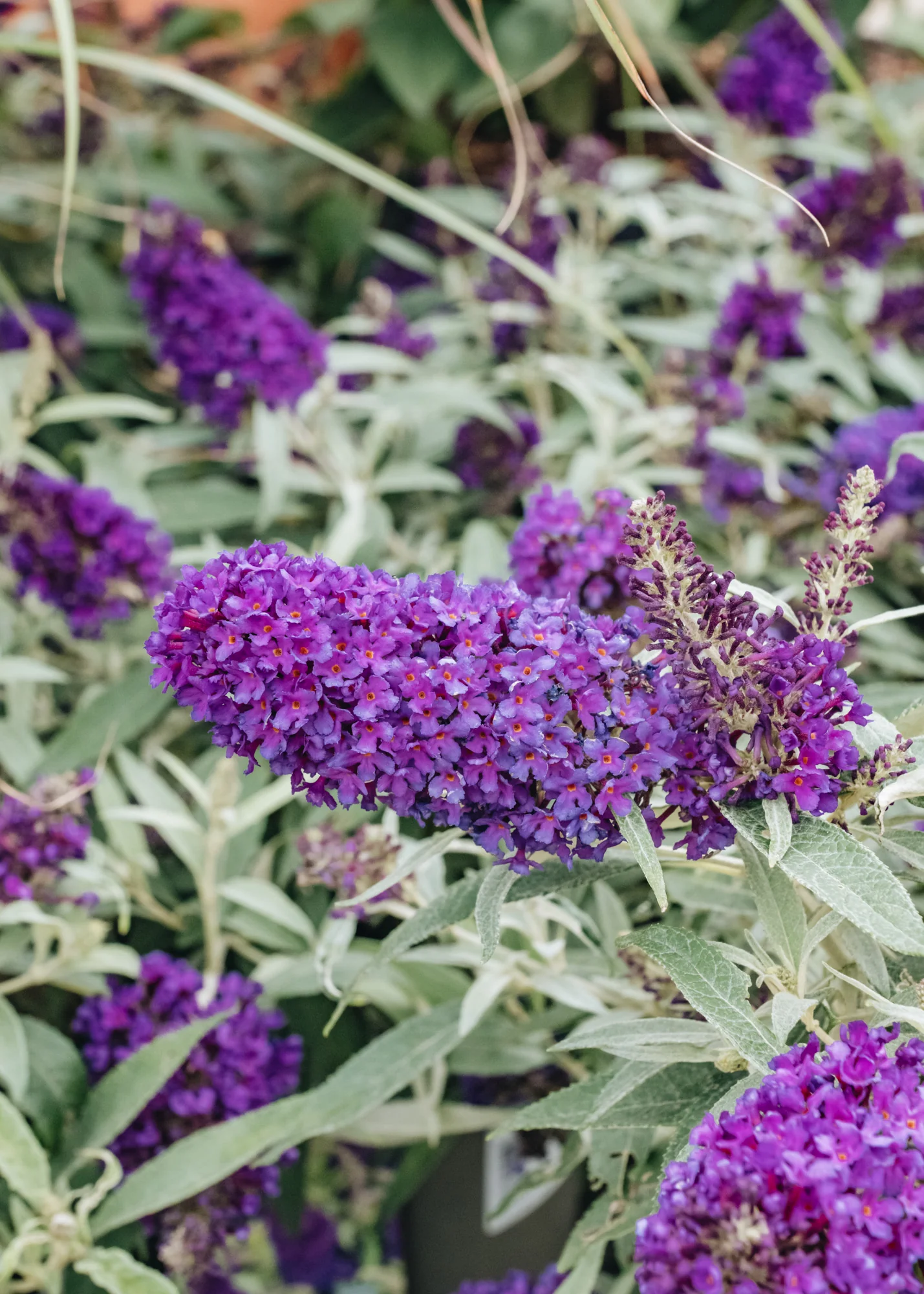 Buddleja Little Purple, 3L