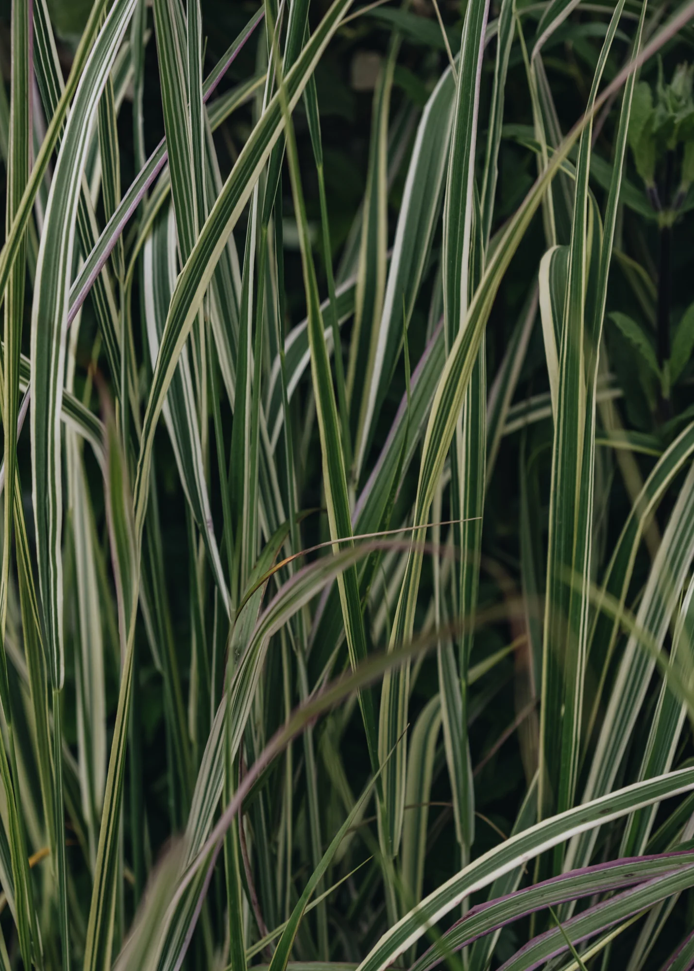 Calamagrostis Overdam, 2L - Image 2