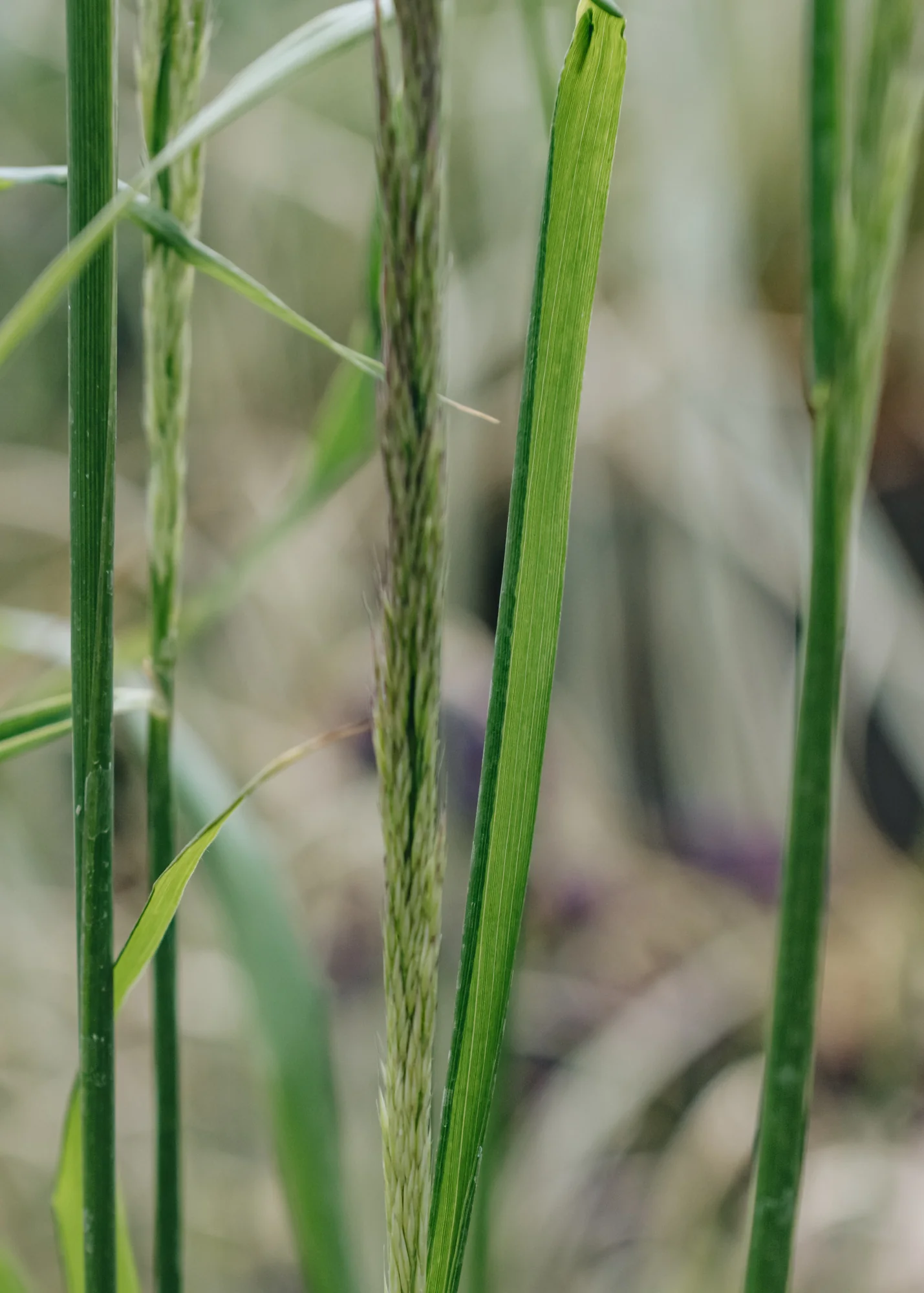 Calamagrostis Waldenbuch, 2/3L - Image 2