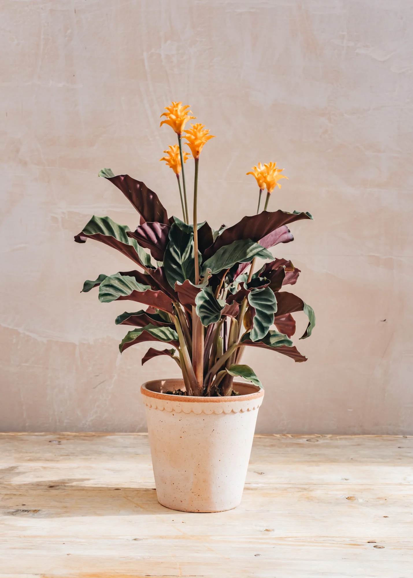 Calathea crocata