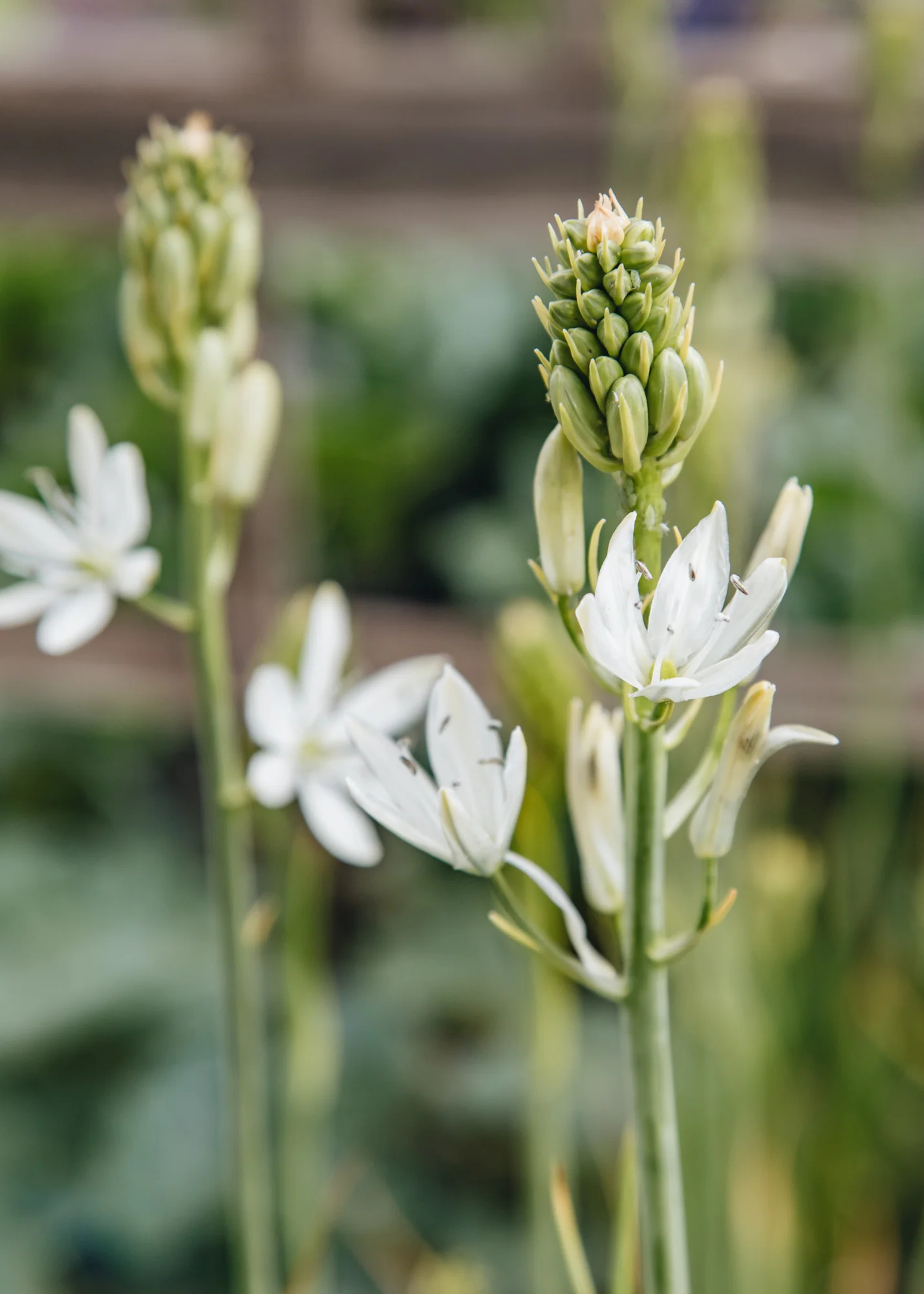 Camassia leichtlinii 'Alba', 2/3L