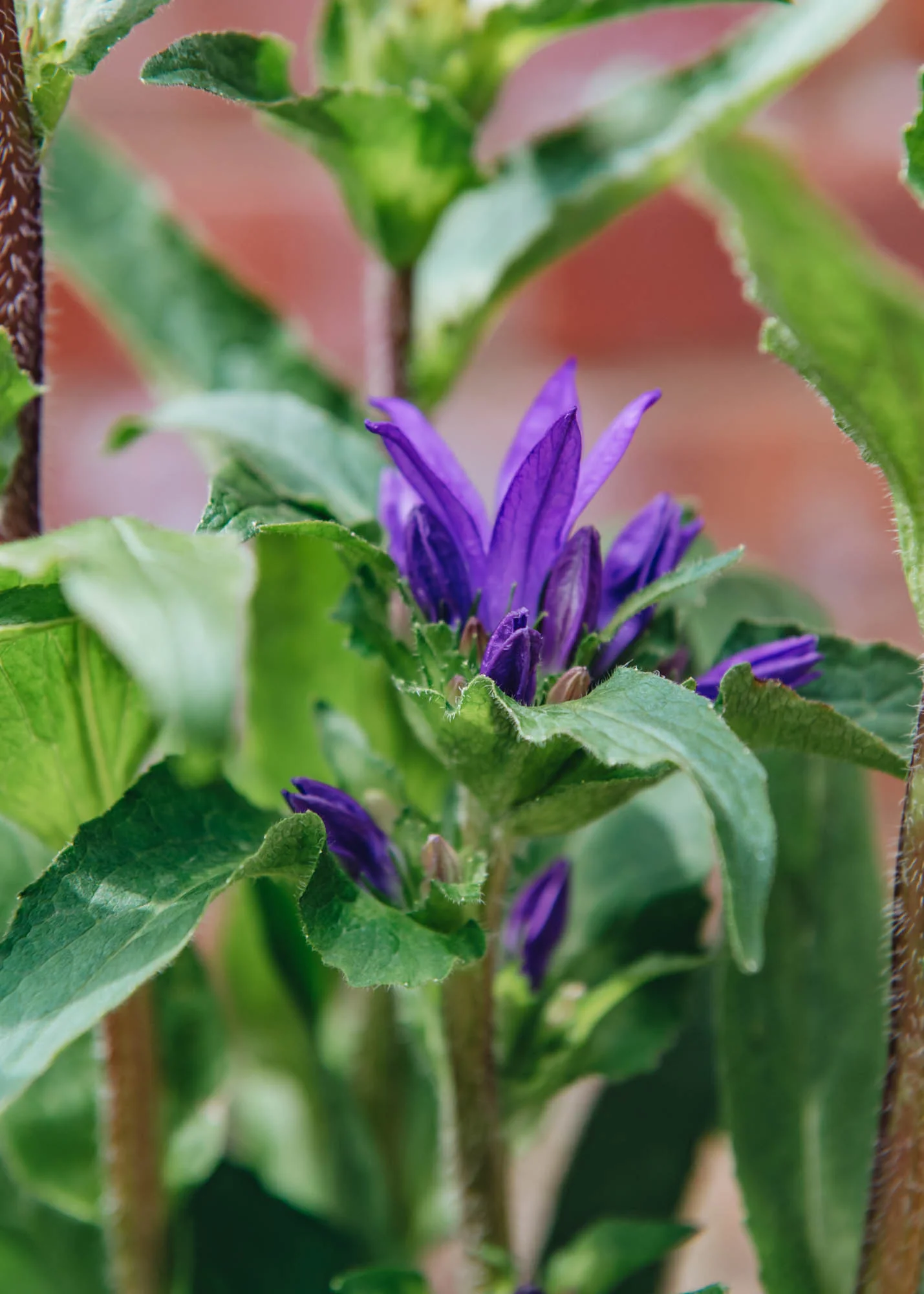 Campanula 'Genti Blue', 2L
