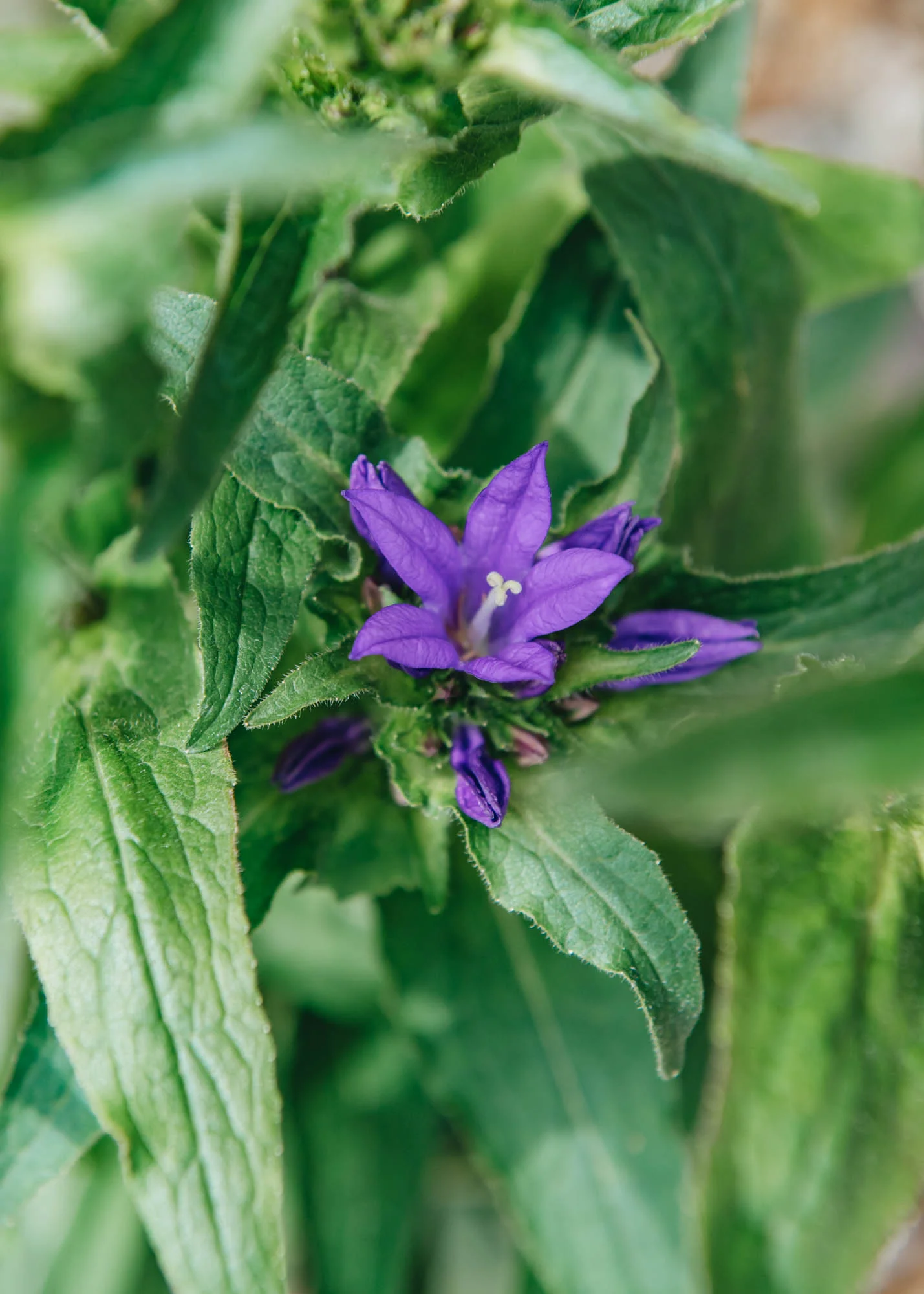 Campanula 'Genti Blue', 2L - Image 2