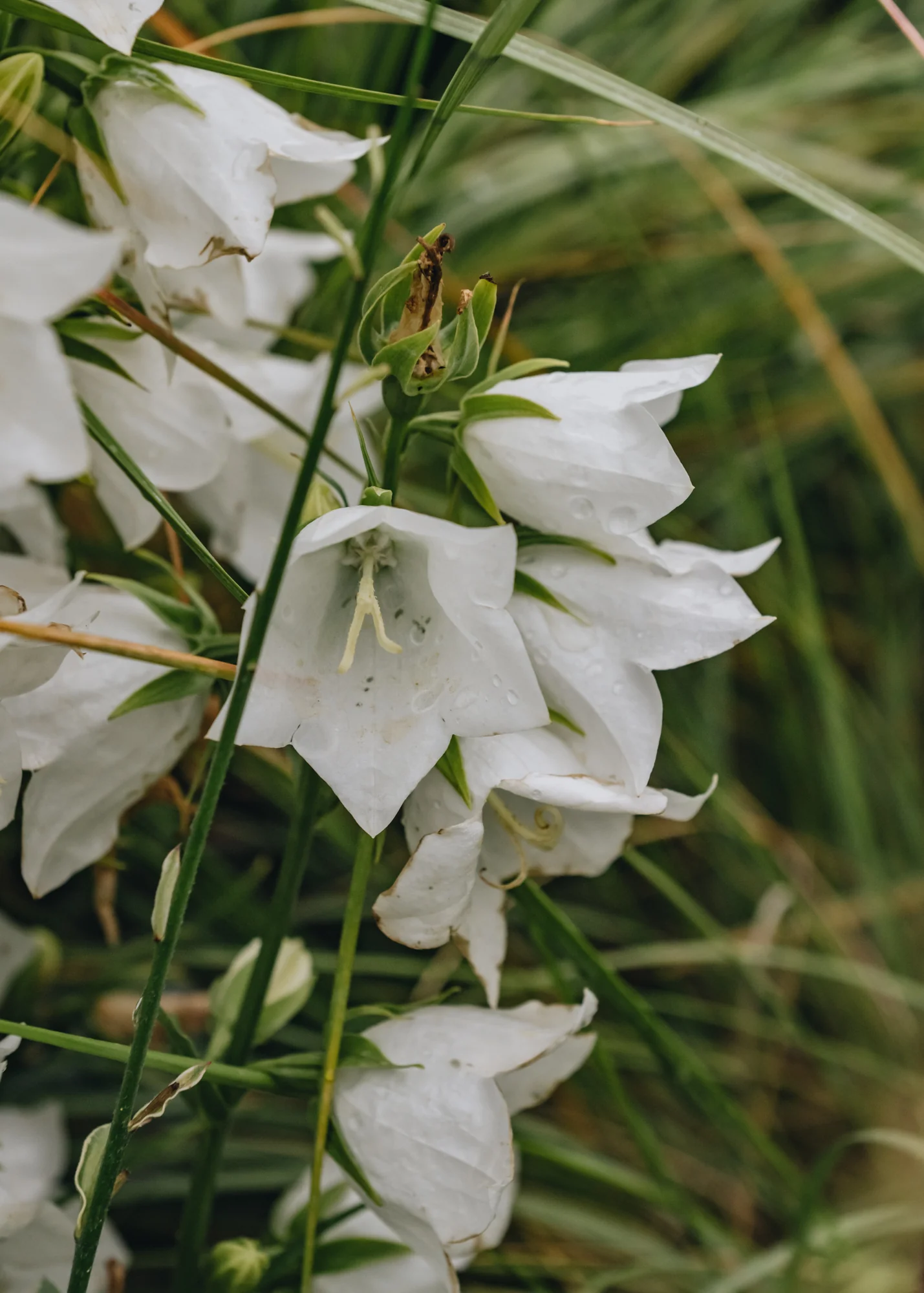 Campanula genti white, 2/3L - Image 2