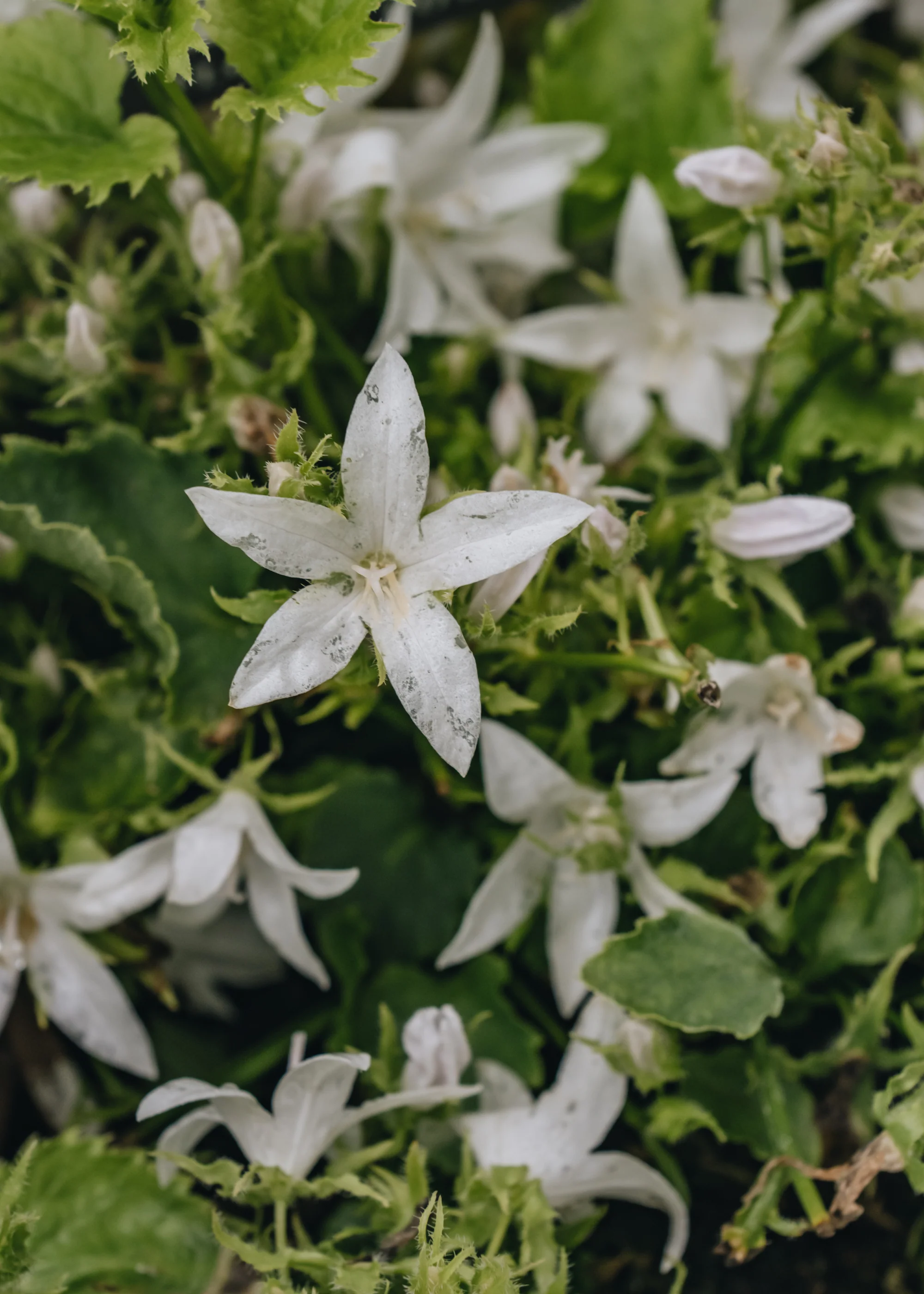 Campanula poscharskyana 'Silver Rain', 2L