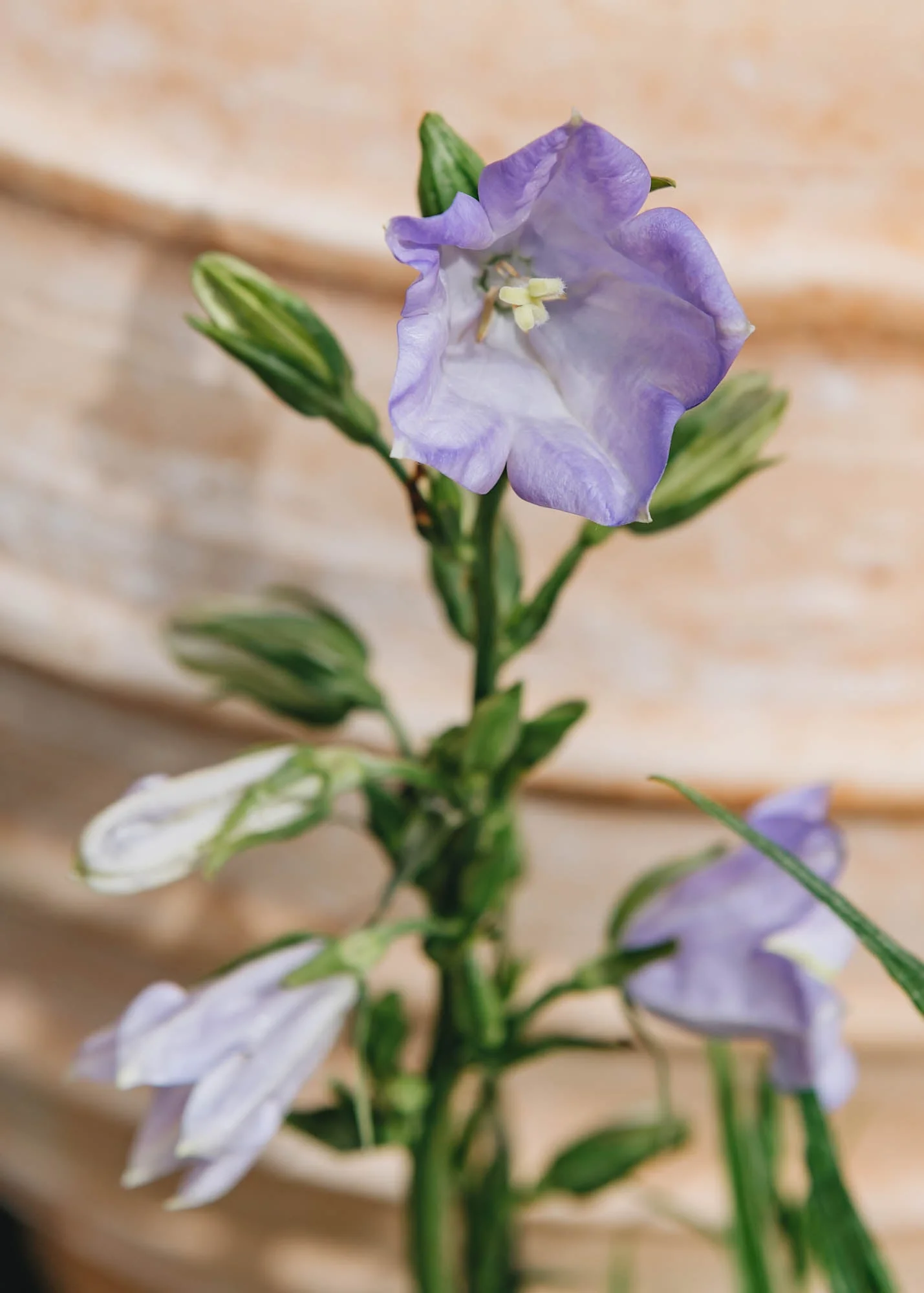 Campanula persicifolia Takion Blue, 2/3L