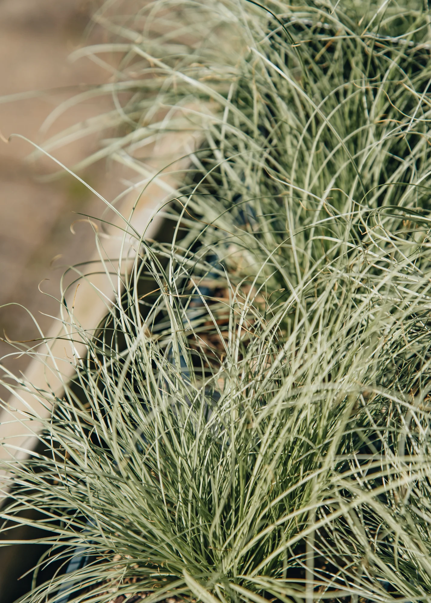 Carex comans 'Frosted Curls', 1L
