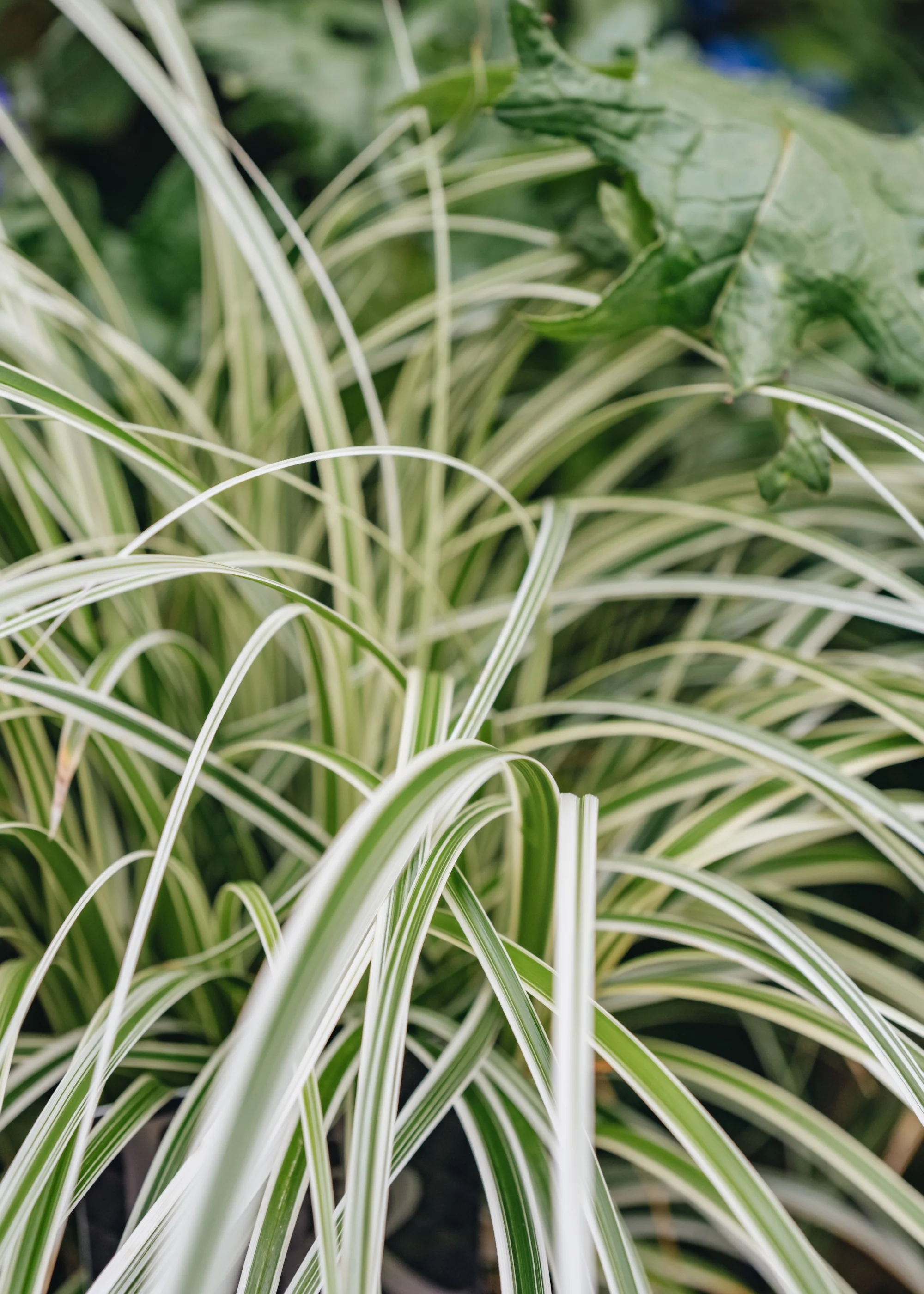 Carex Feather Falls, 2/3L - Image 2