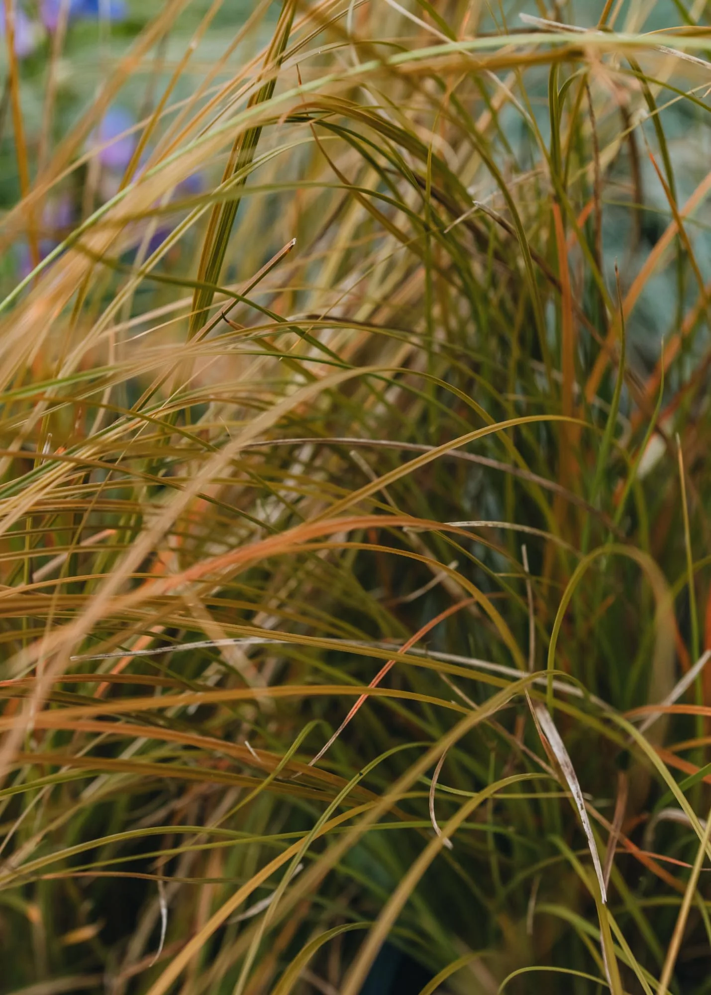 Carex testacea 'Prairie Fire', 2L