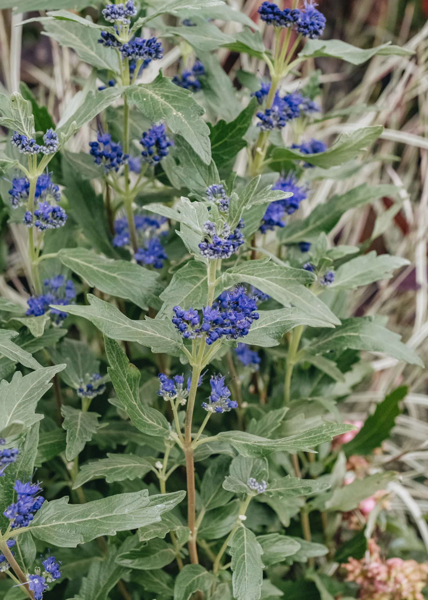 Caryopteris Grand Bleu, 3L