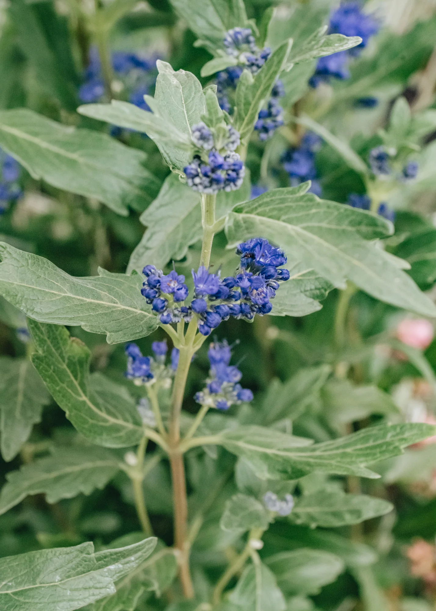 Caryopteris Grand Bleu, 3L - Image 2