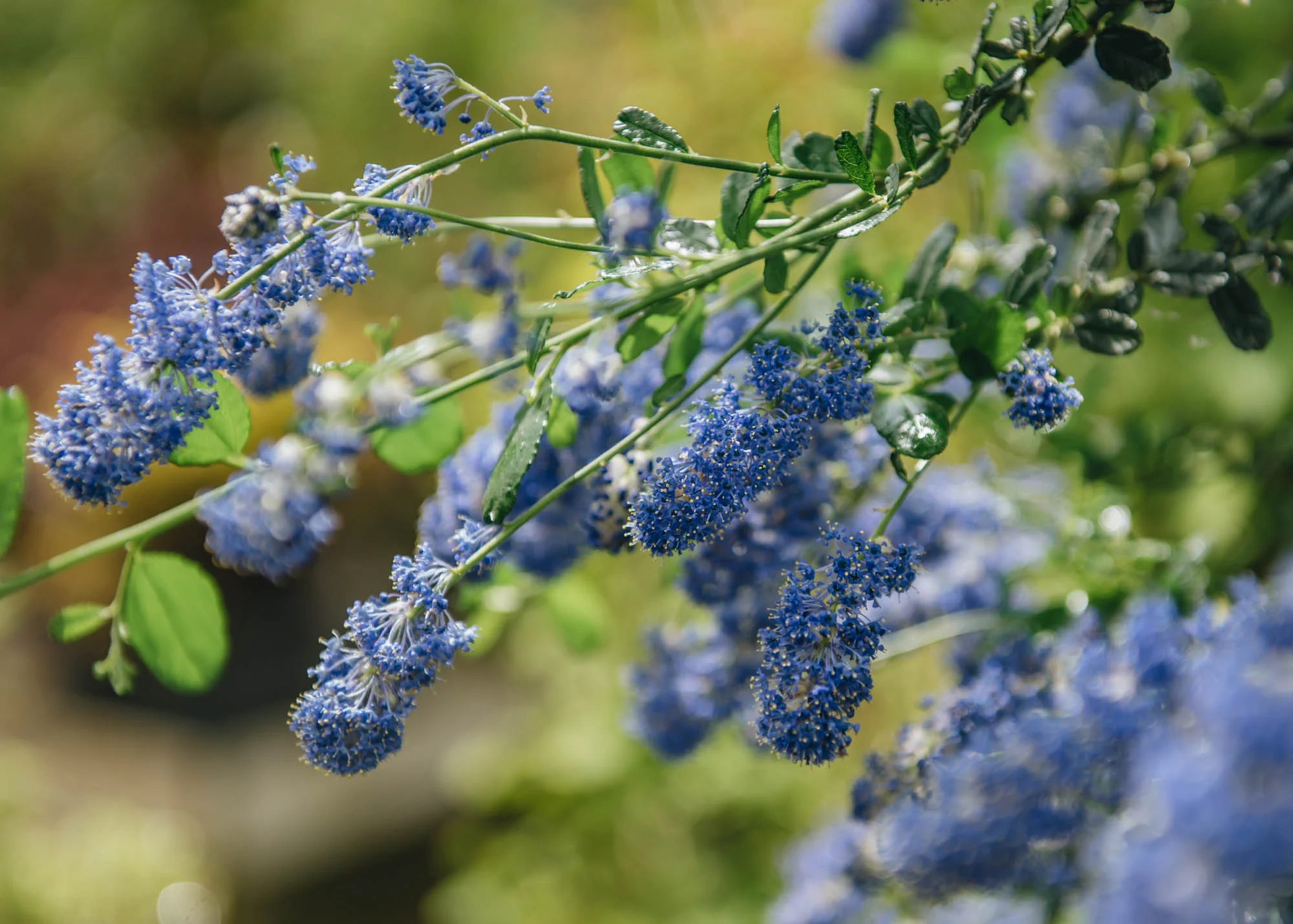 Ceanothus 'Italian Skies', 3/4L - Image 2
