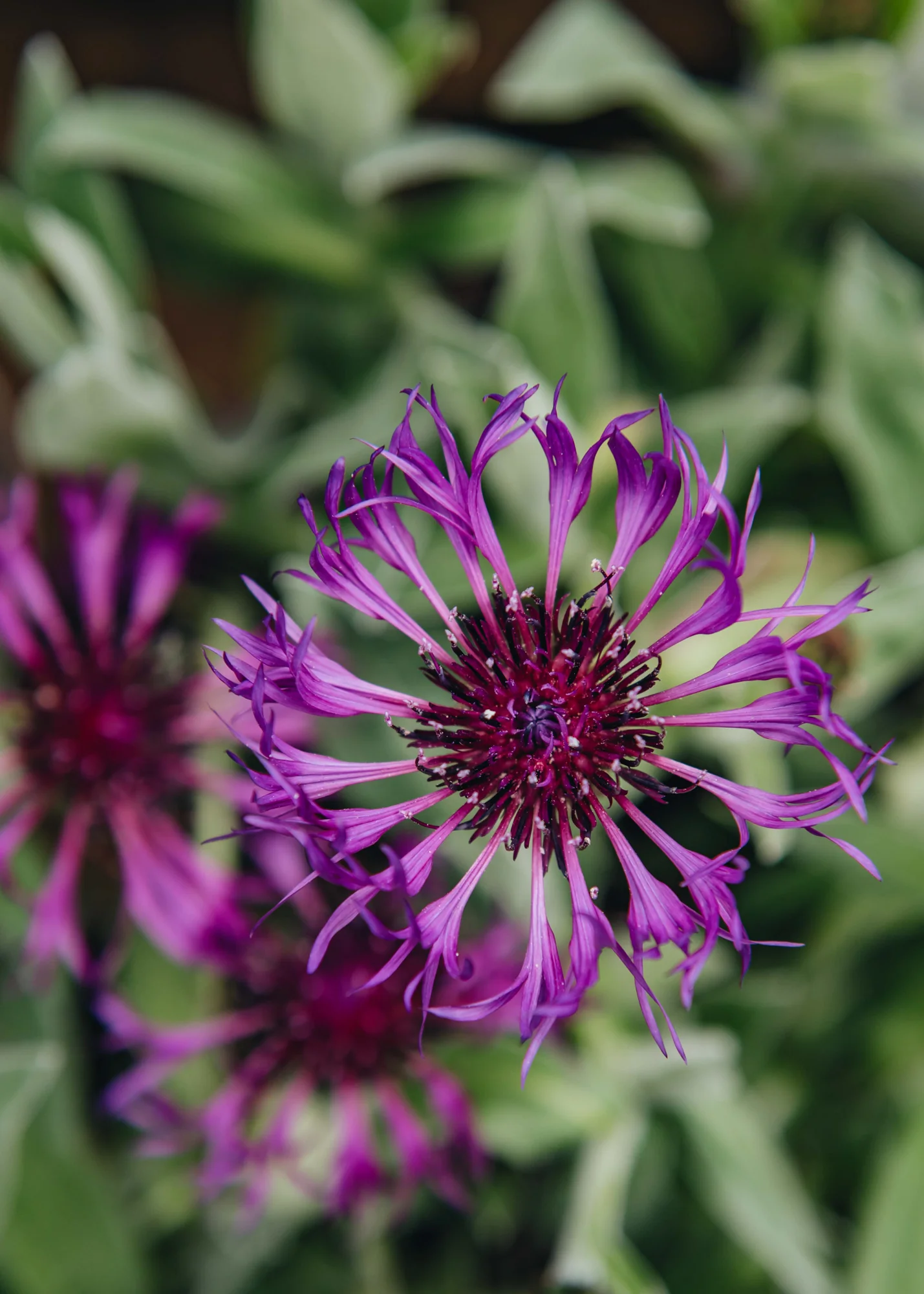 Centaurea montana 'Amethyst Dream', 2/3L