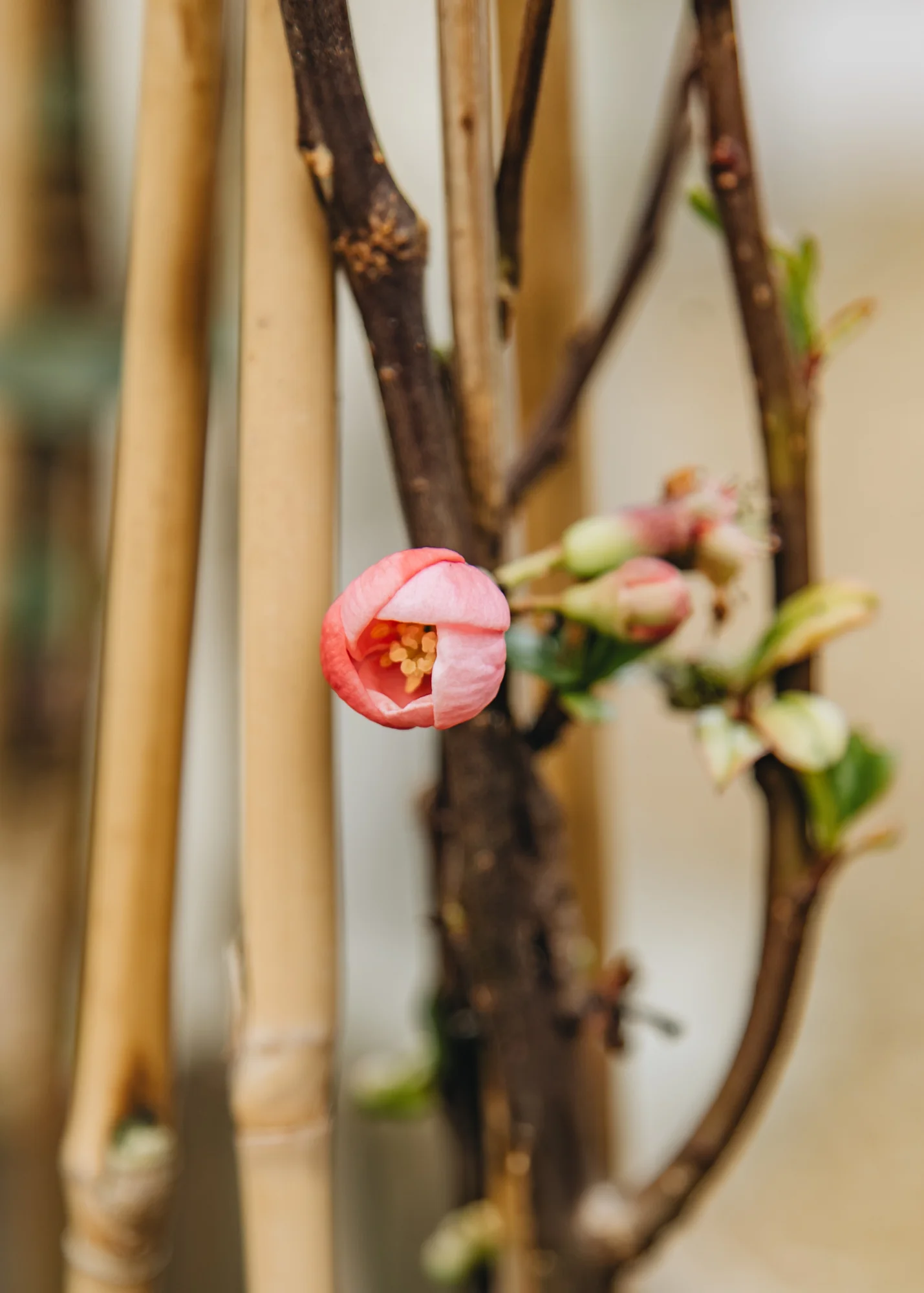 Chaenomeles 'Pink Lady', 3L - Image 2
