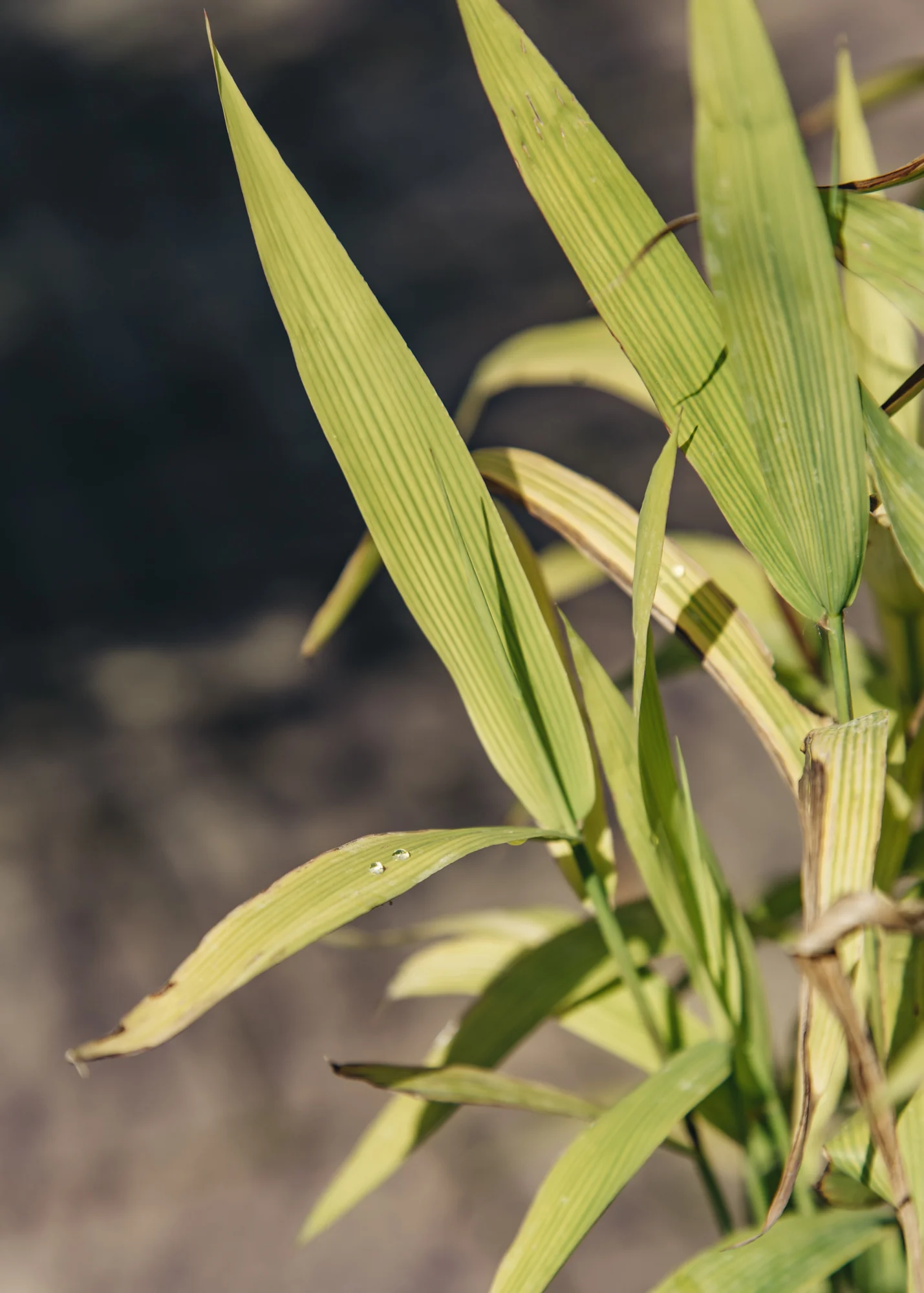 Chasmanthium Latifolium, 5L
