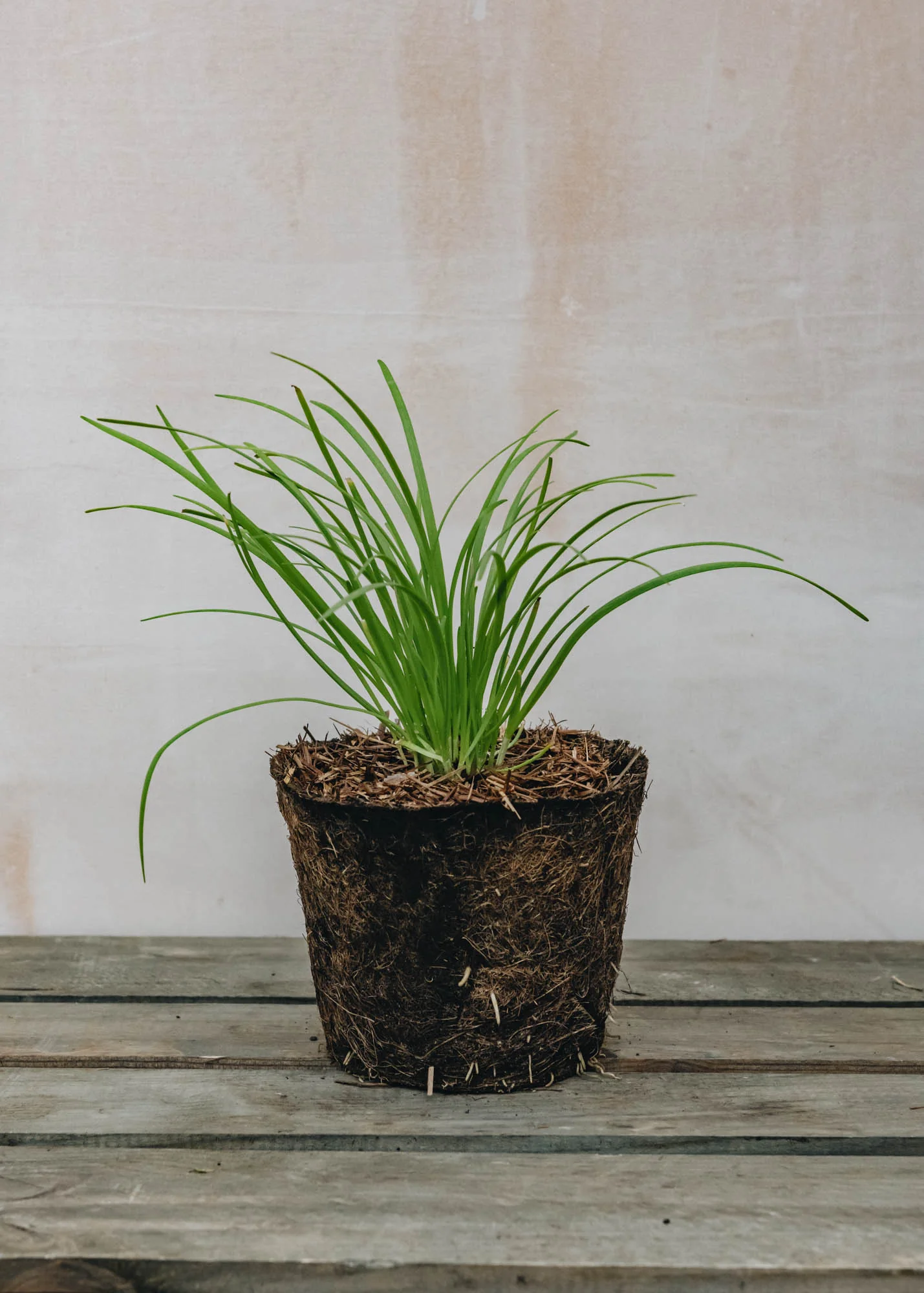 Chives 'Garlic', 1L