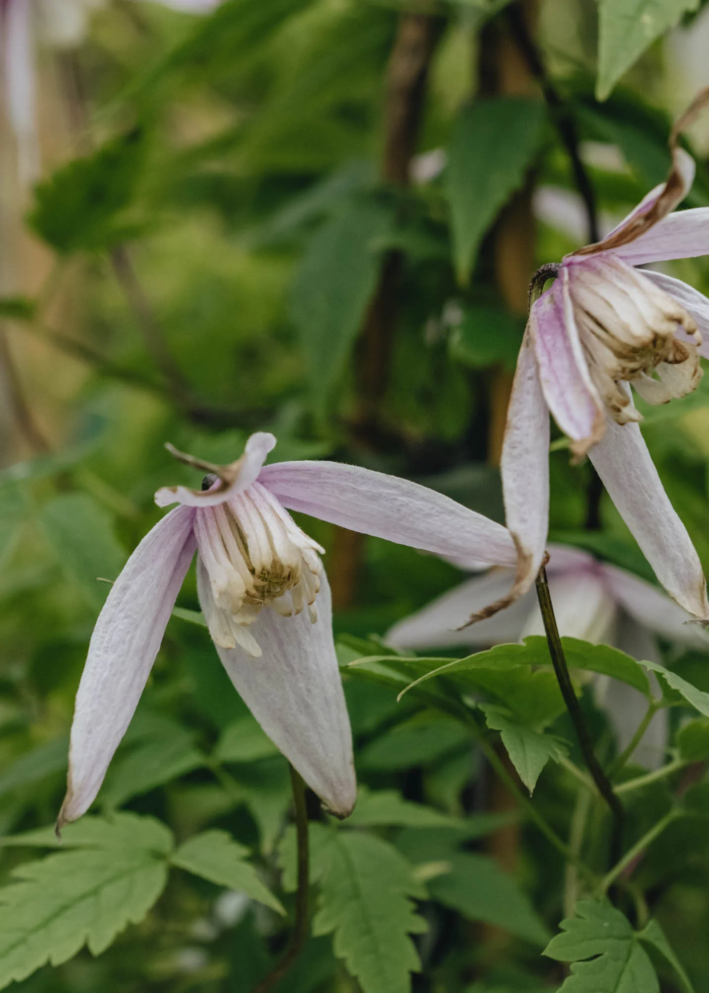 Clematis alpina Willy, 2/3L - Image 4