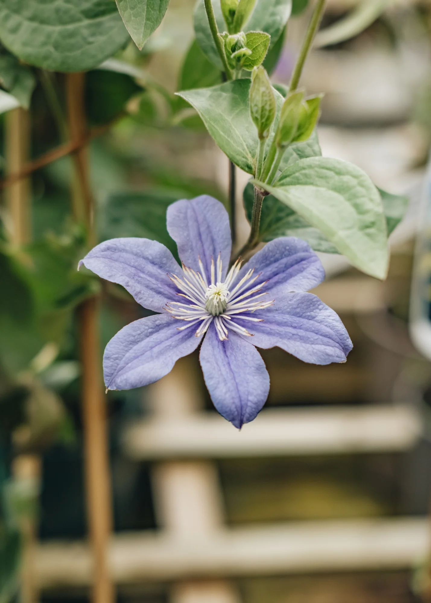 Clematis 'Arabella', 2/3L