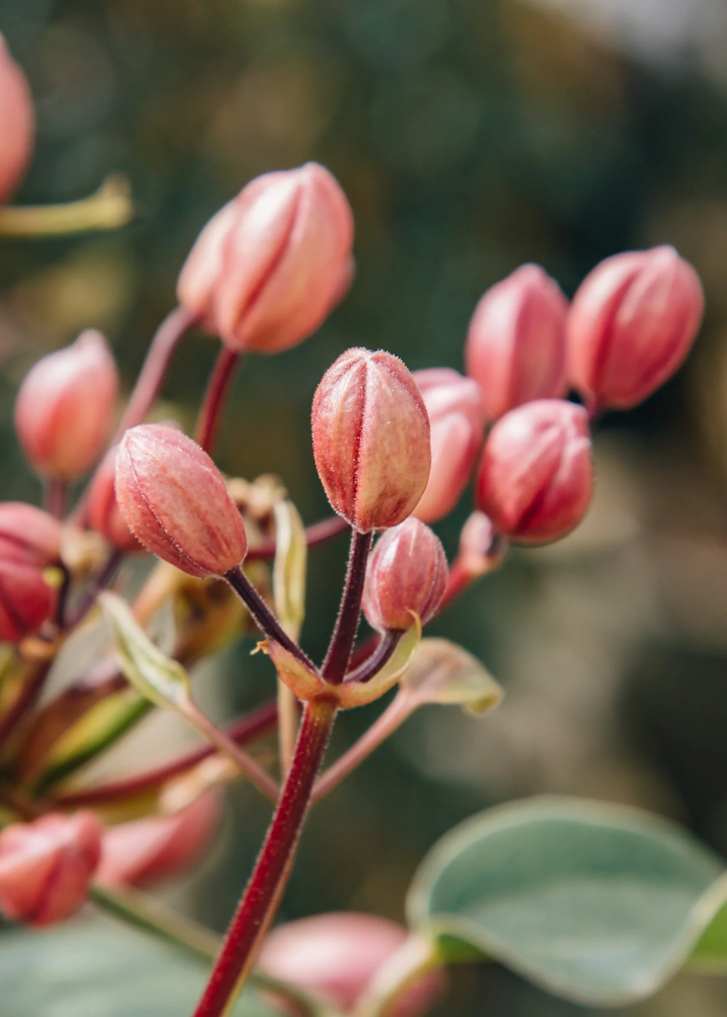 Clematis armandii Apple Blossom, 3L - Image 3