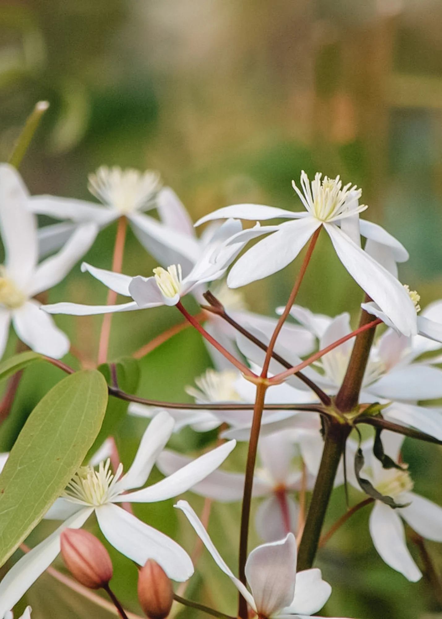Clematis armandii Little White Charm, 3L