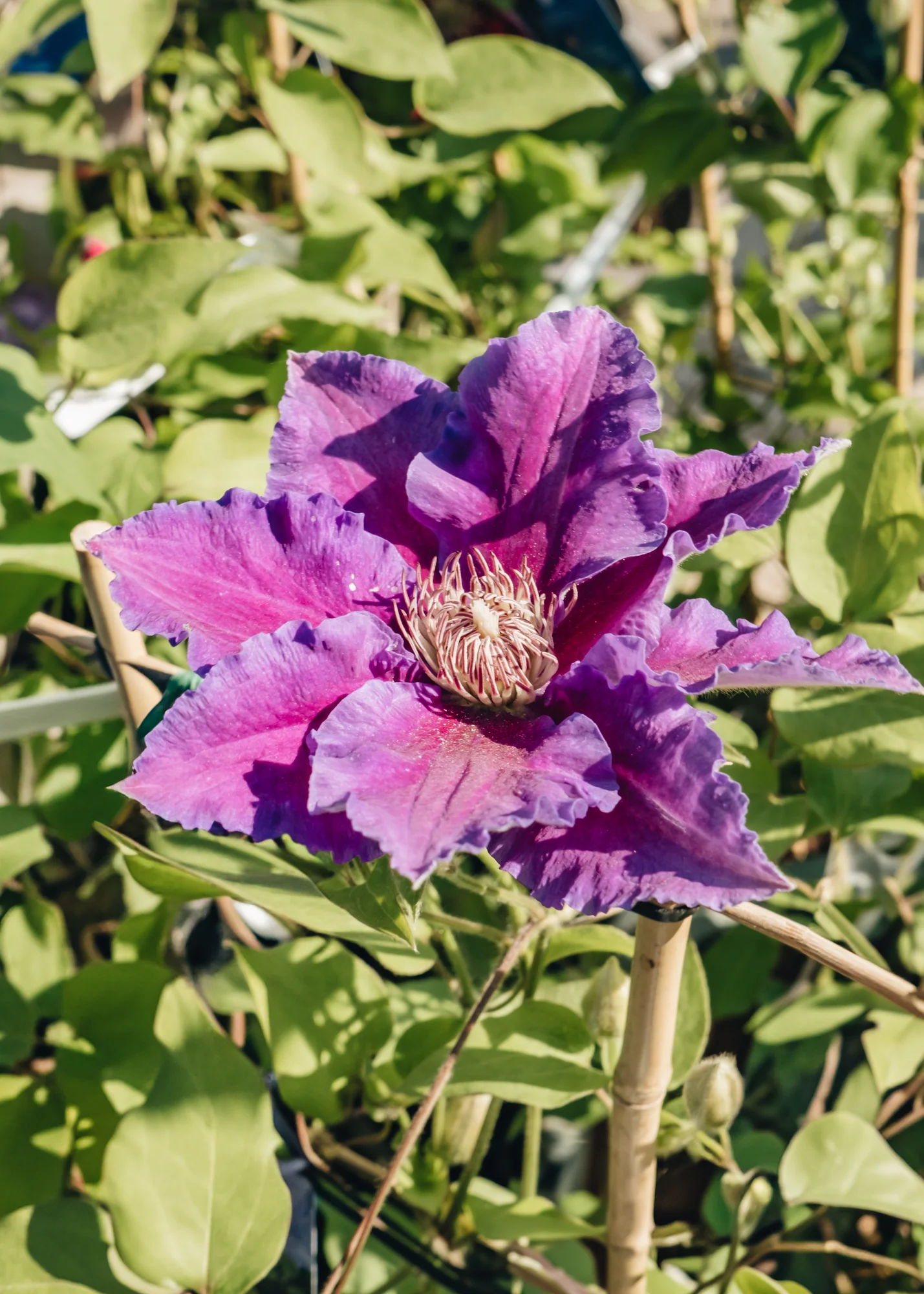 Clematis Baroness Fookes™, 3L
