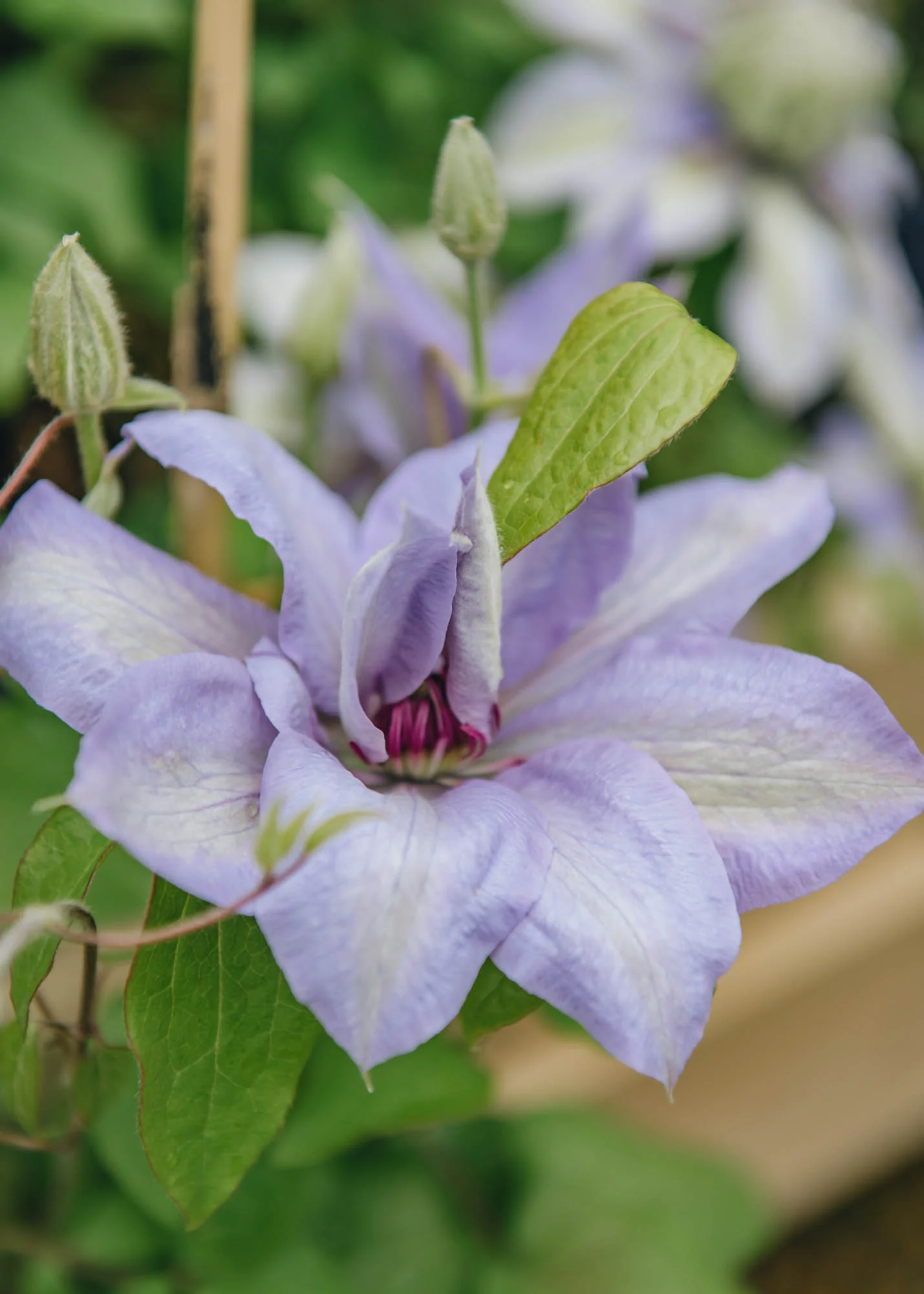 Clematis Bernadine™, 3L - Image 2