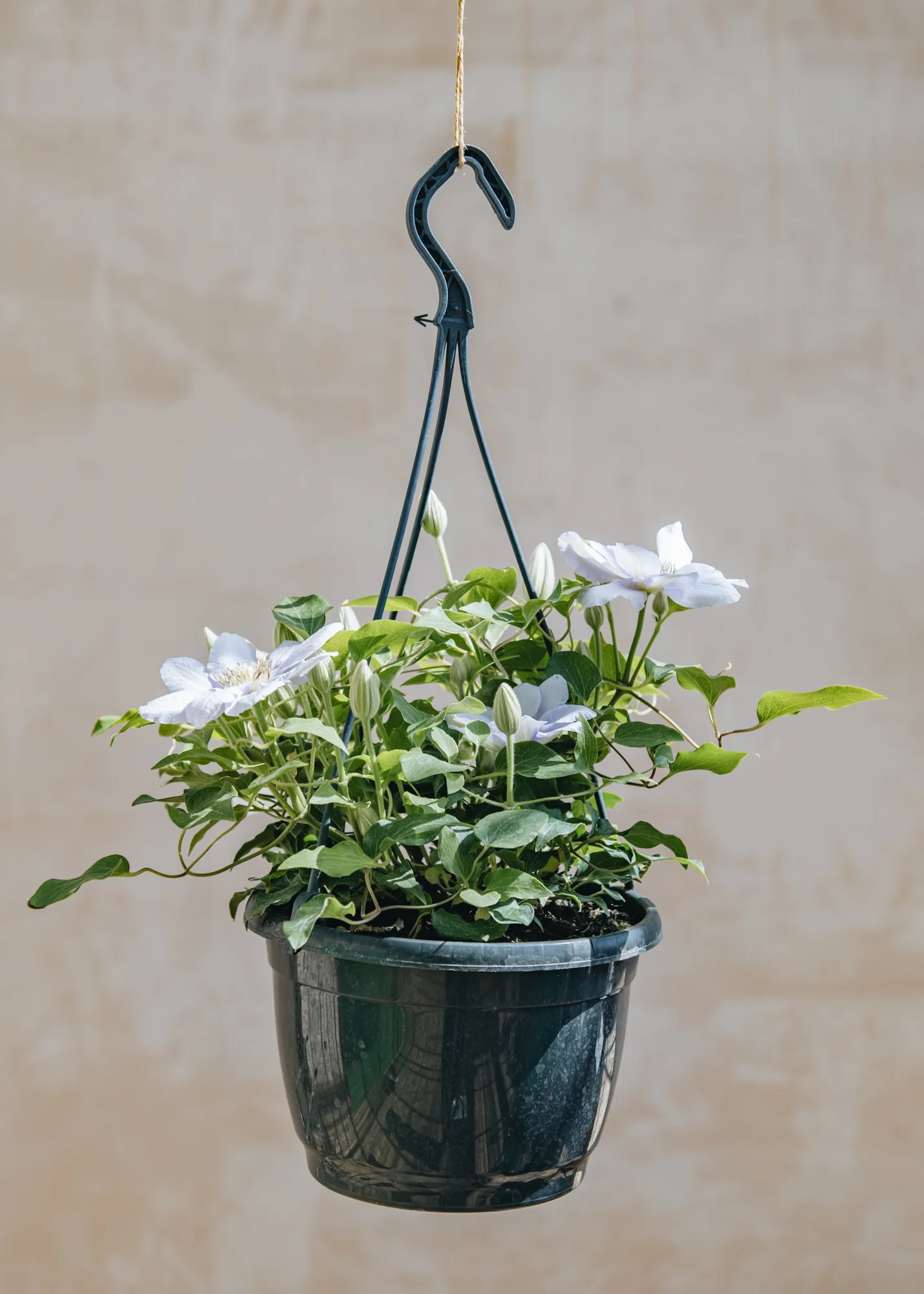 Clematis Chelsea™ (hanging), 3L  - Image 2