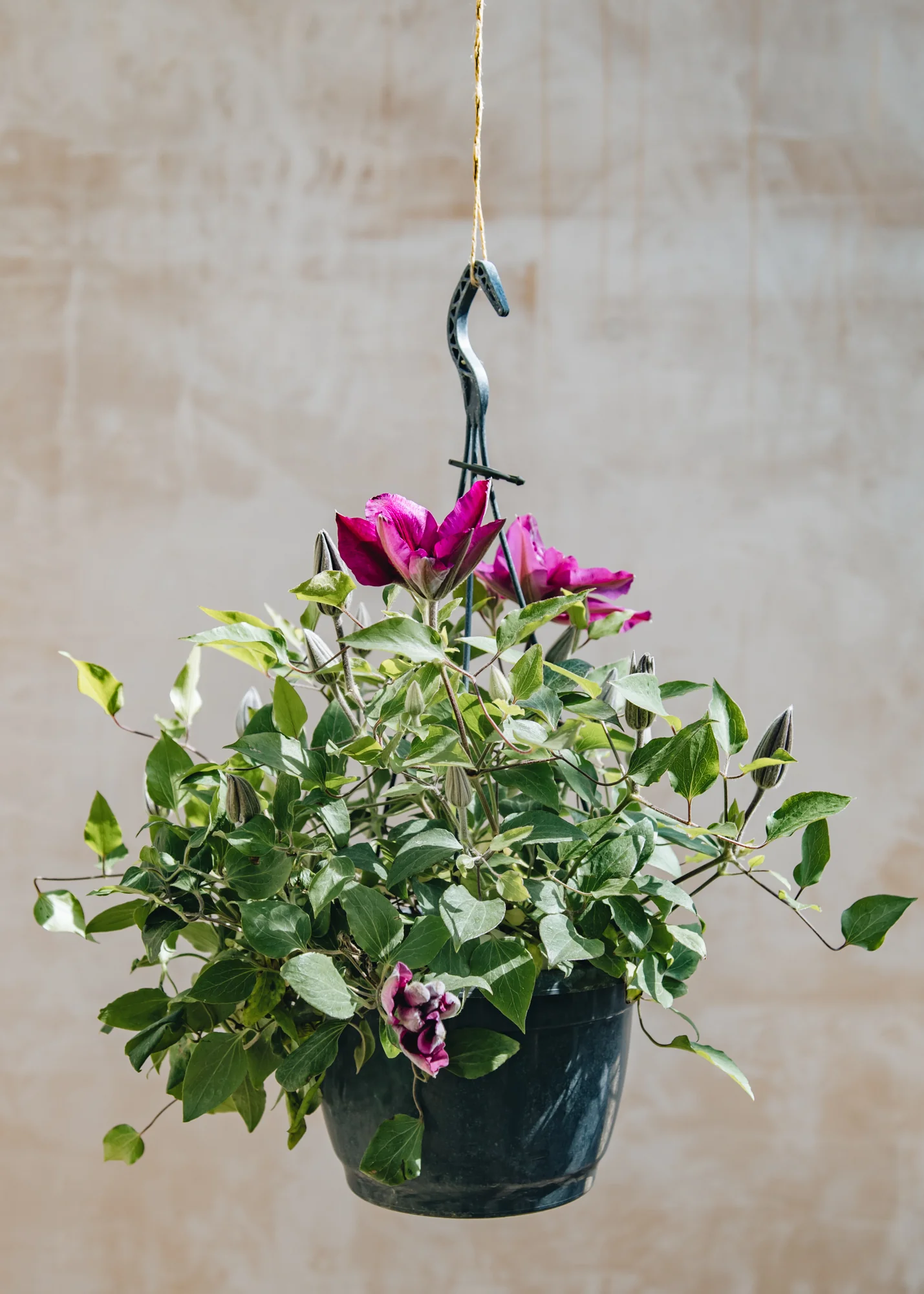 Clematis Darcy, (hanging) 3L - Image 2