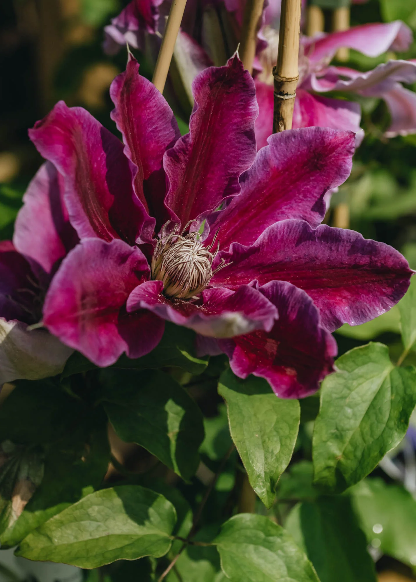 Clematis Doctor Ruppel, 3L