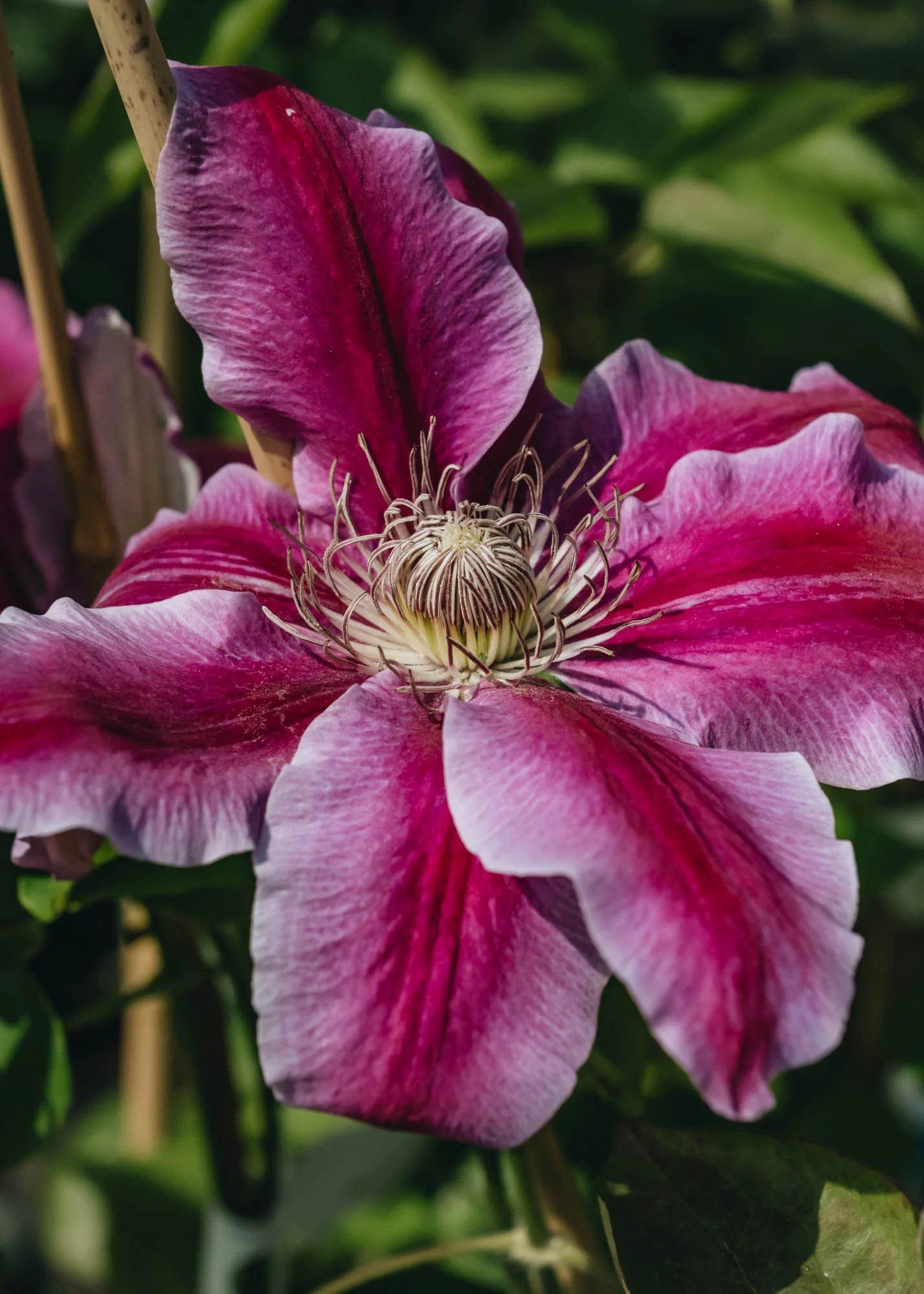 Clematis Doctor Ruppel, 3L - Image 2