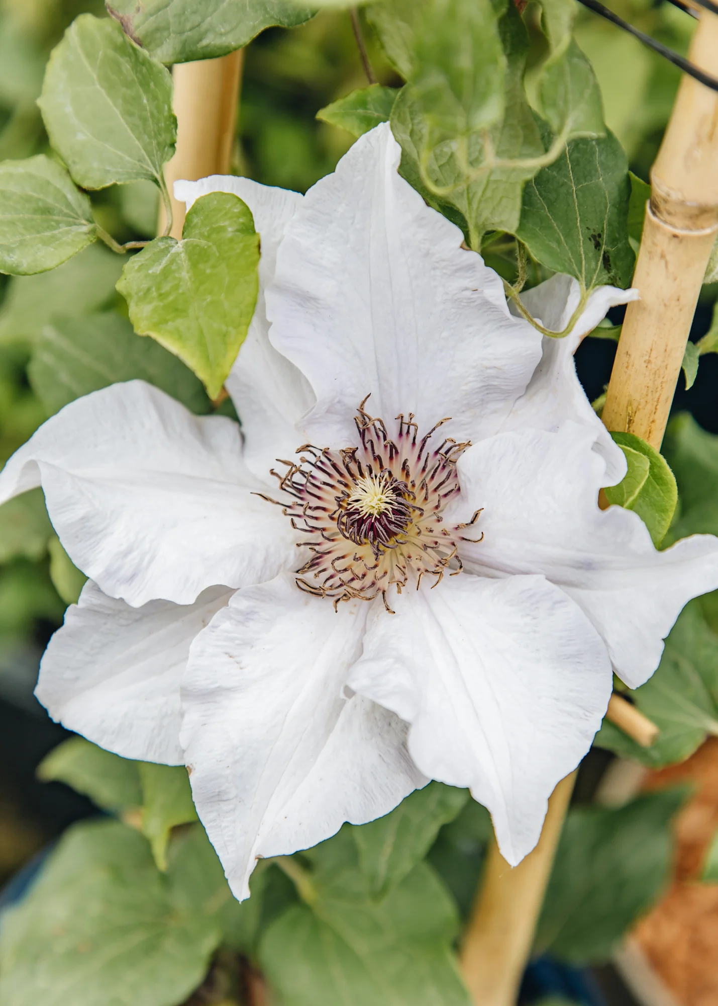 Clematis ‘Eliza’™ , 3L