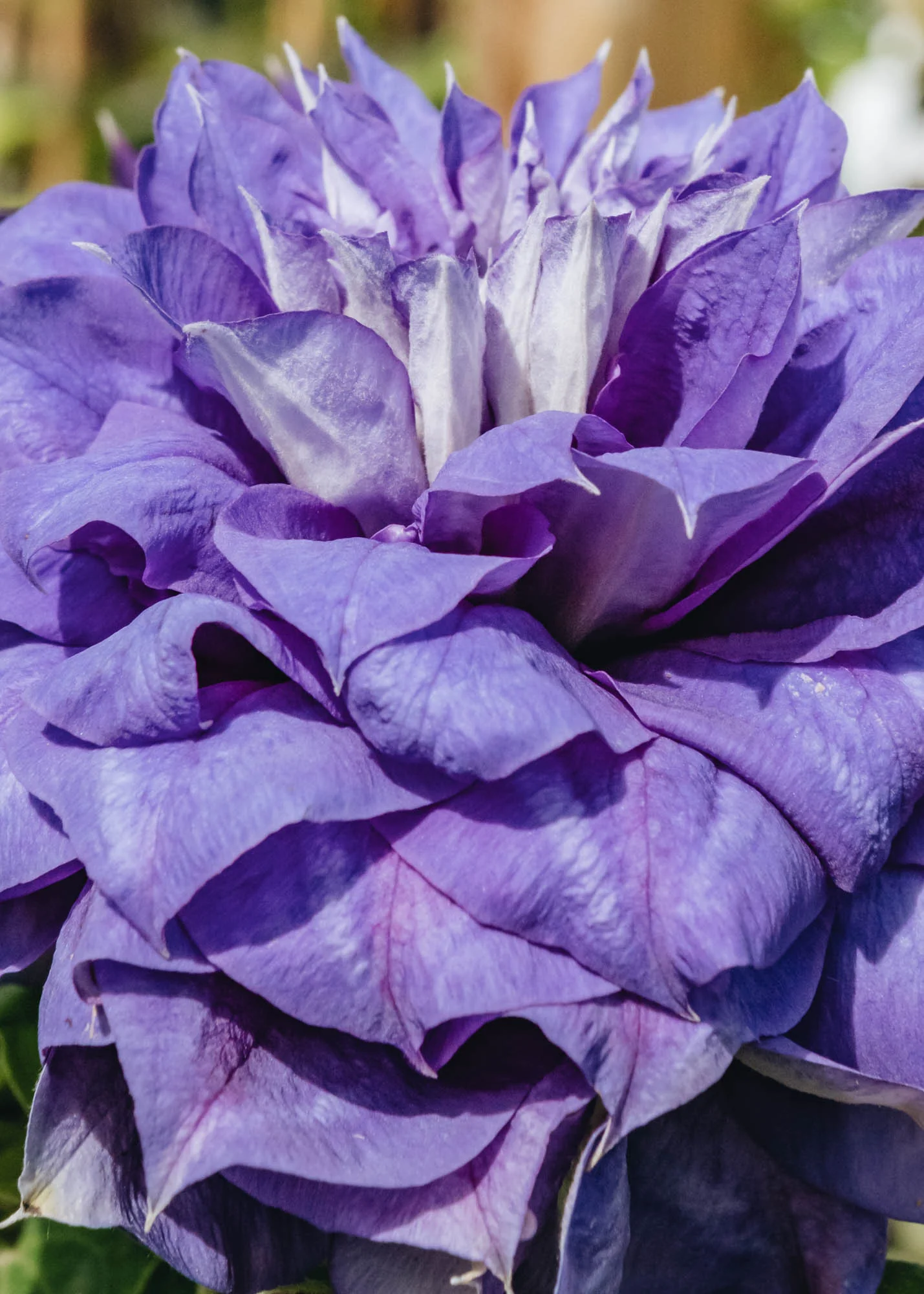 Clematis 'Franziska Maria', 3L - Image 2