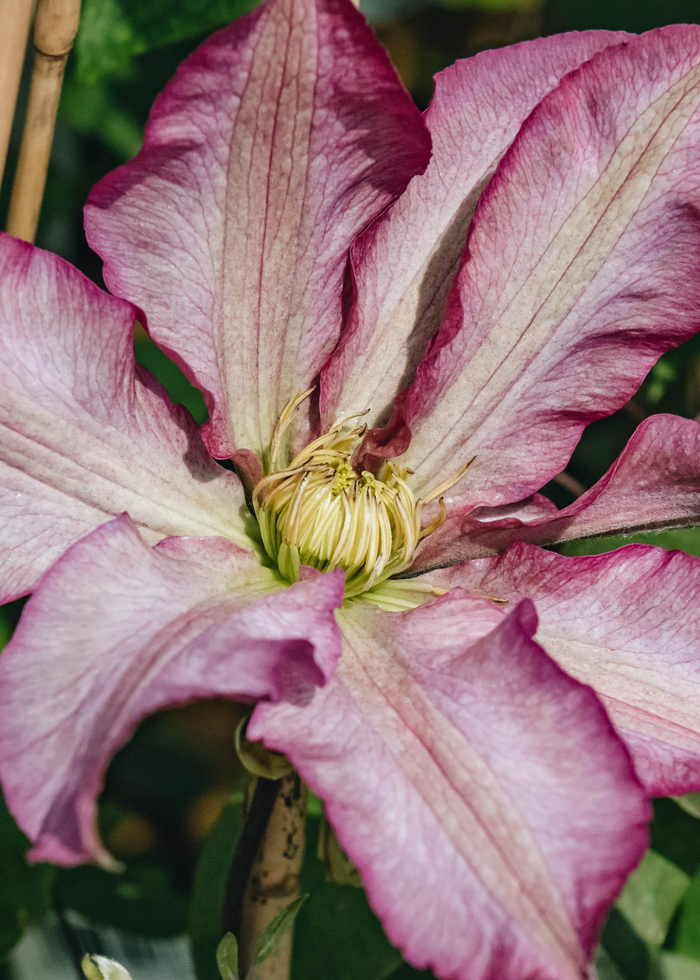 Clematis Frau Susanne, 3L - Image 2