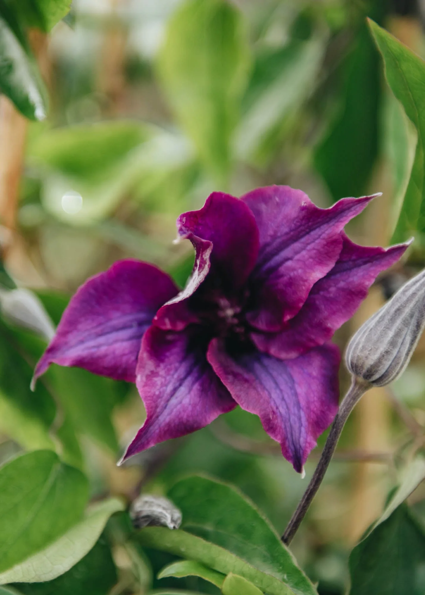 Clematis Guiding Promise, 3L