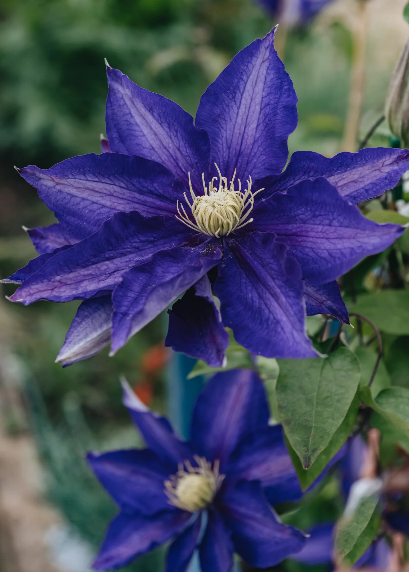 Clematis 'Haku-Okan', 3L