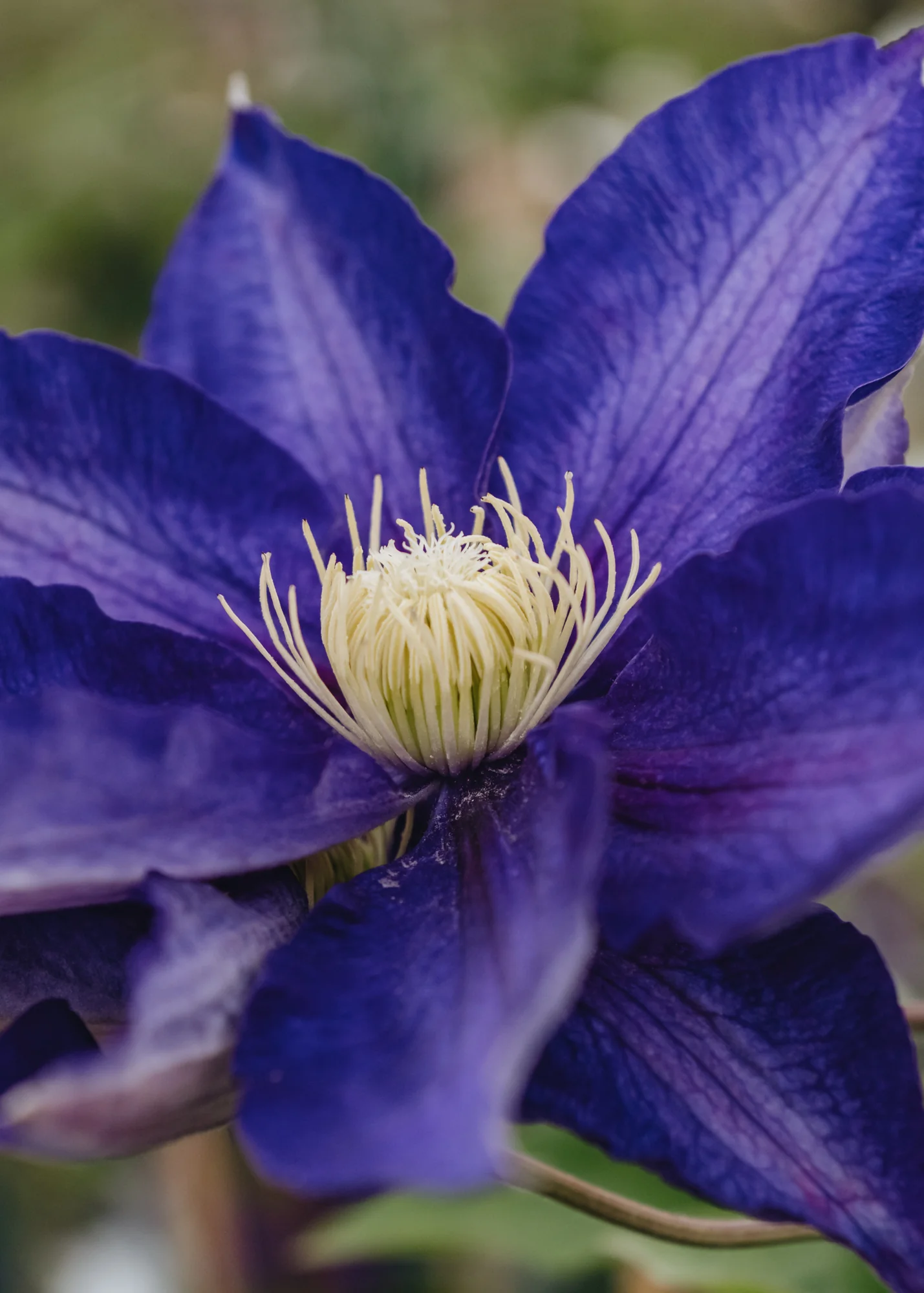 Clematis 'Haku-Okan', 3L - Image 2