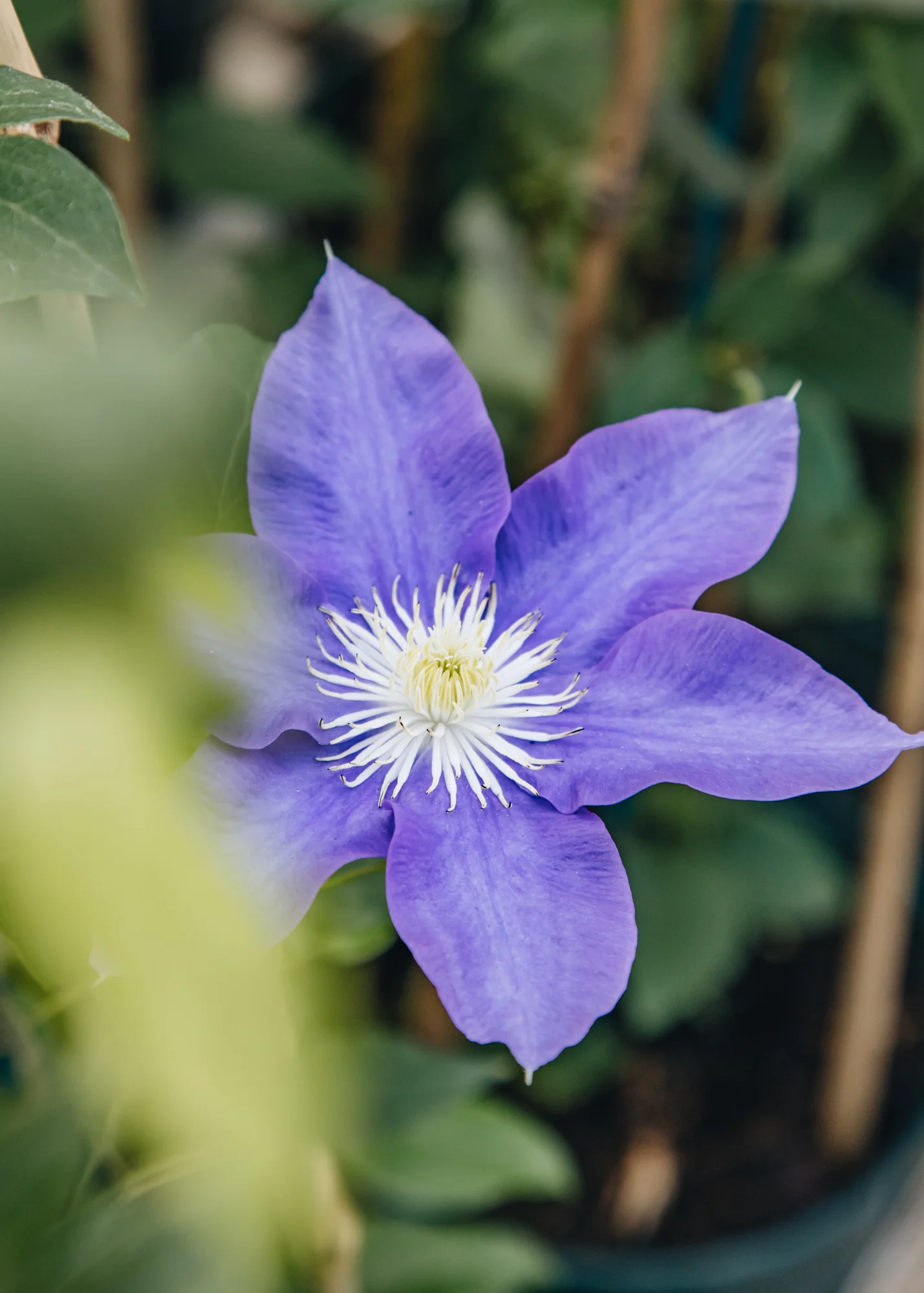 Clematis 'HF Young', 3L - Image 2