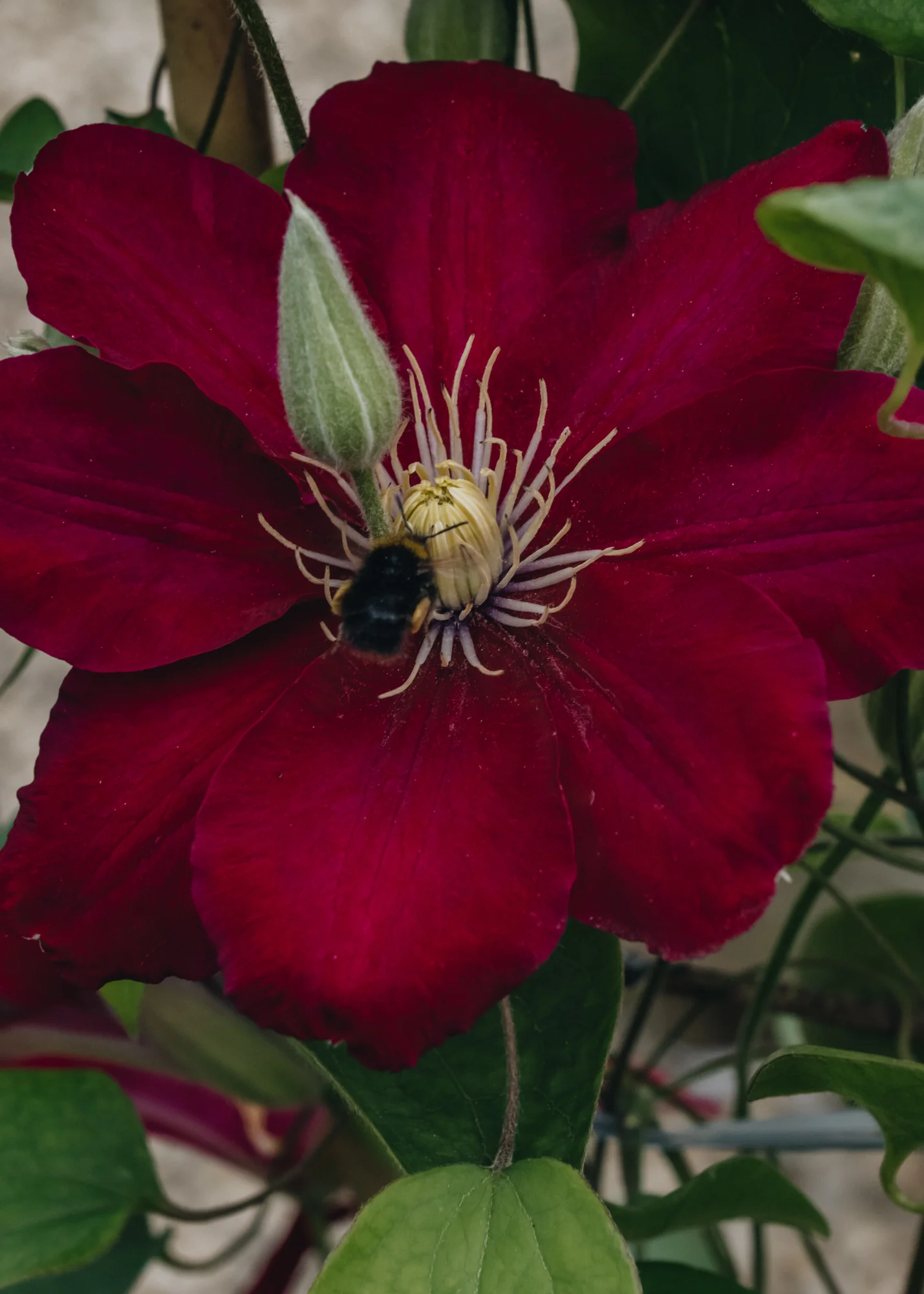 Clematis Issey™, 3L - Image 2