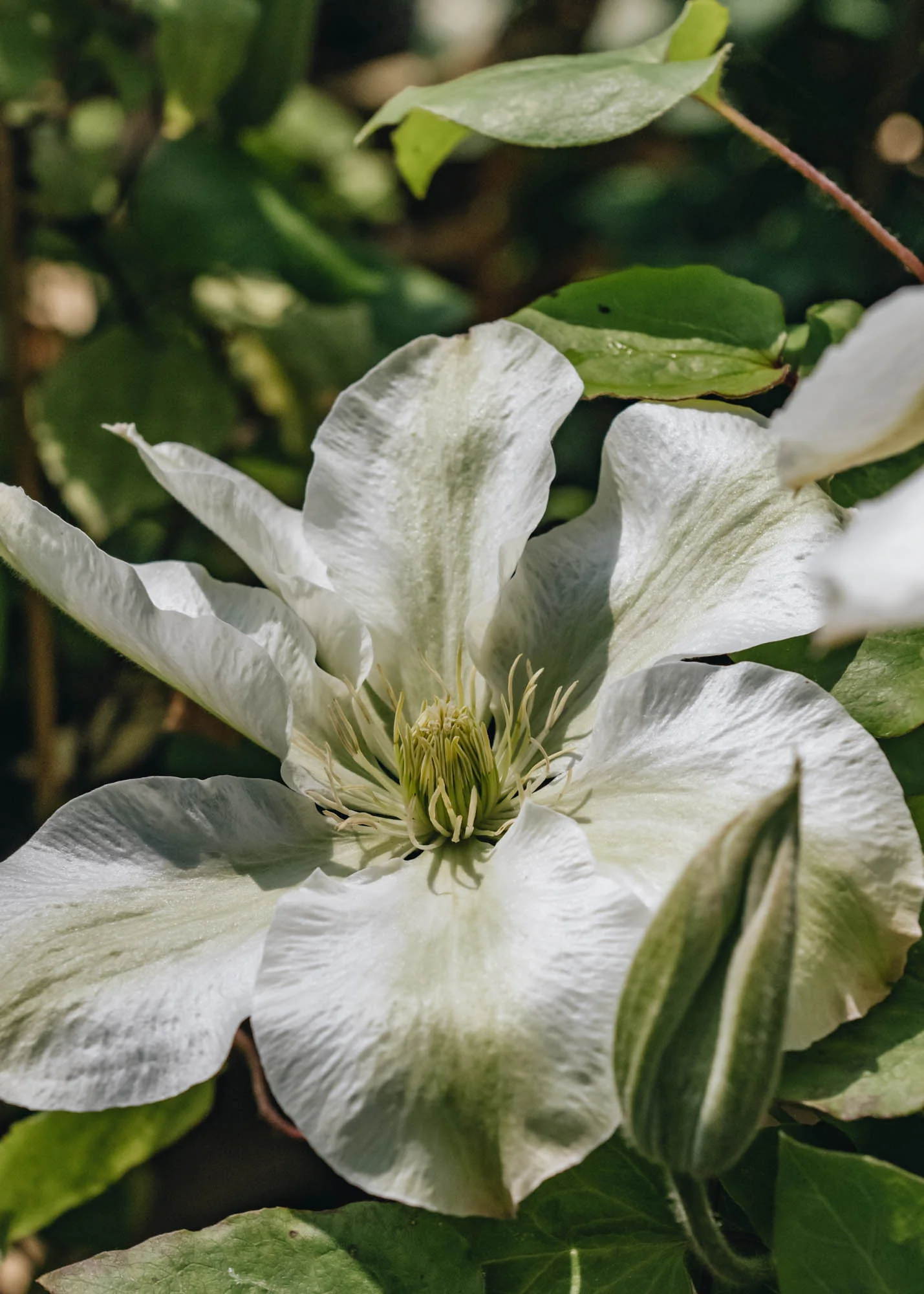 Clematis Kirsten Creed, 3L - Image 2