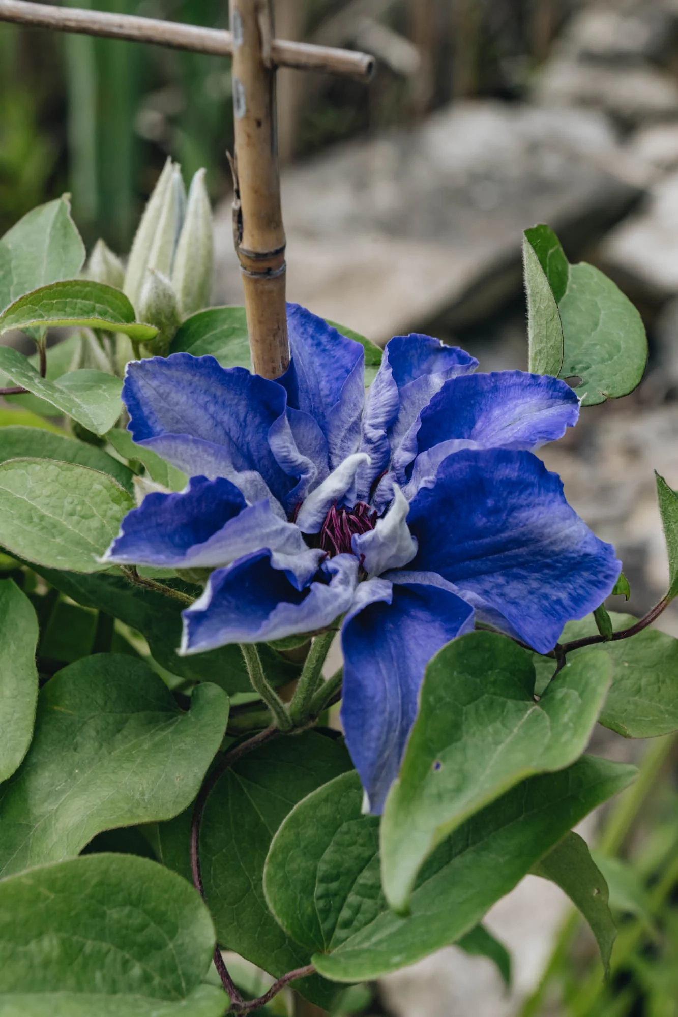 Clematis Lindsay™, 3L - Image 2