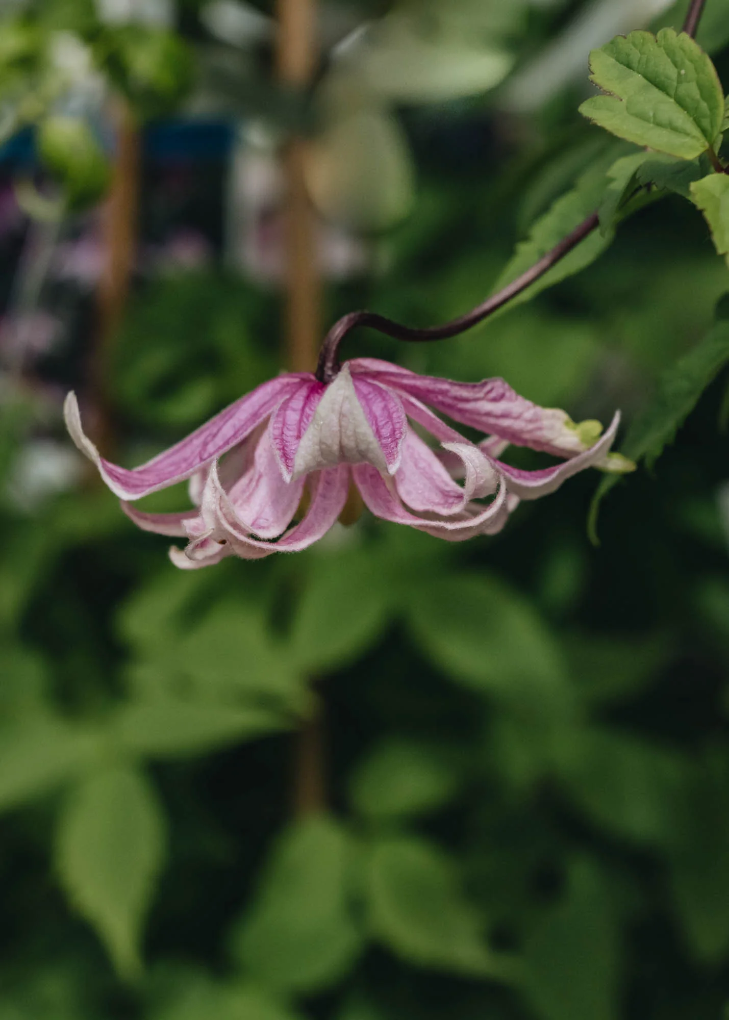 Clematis macropetala Propertius, 3L - Image 2