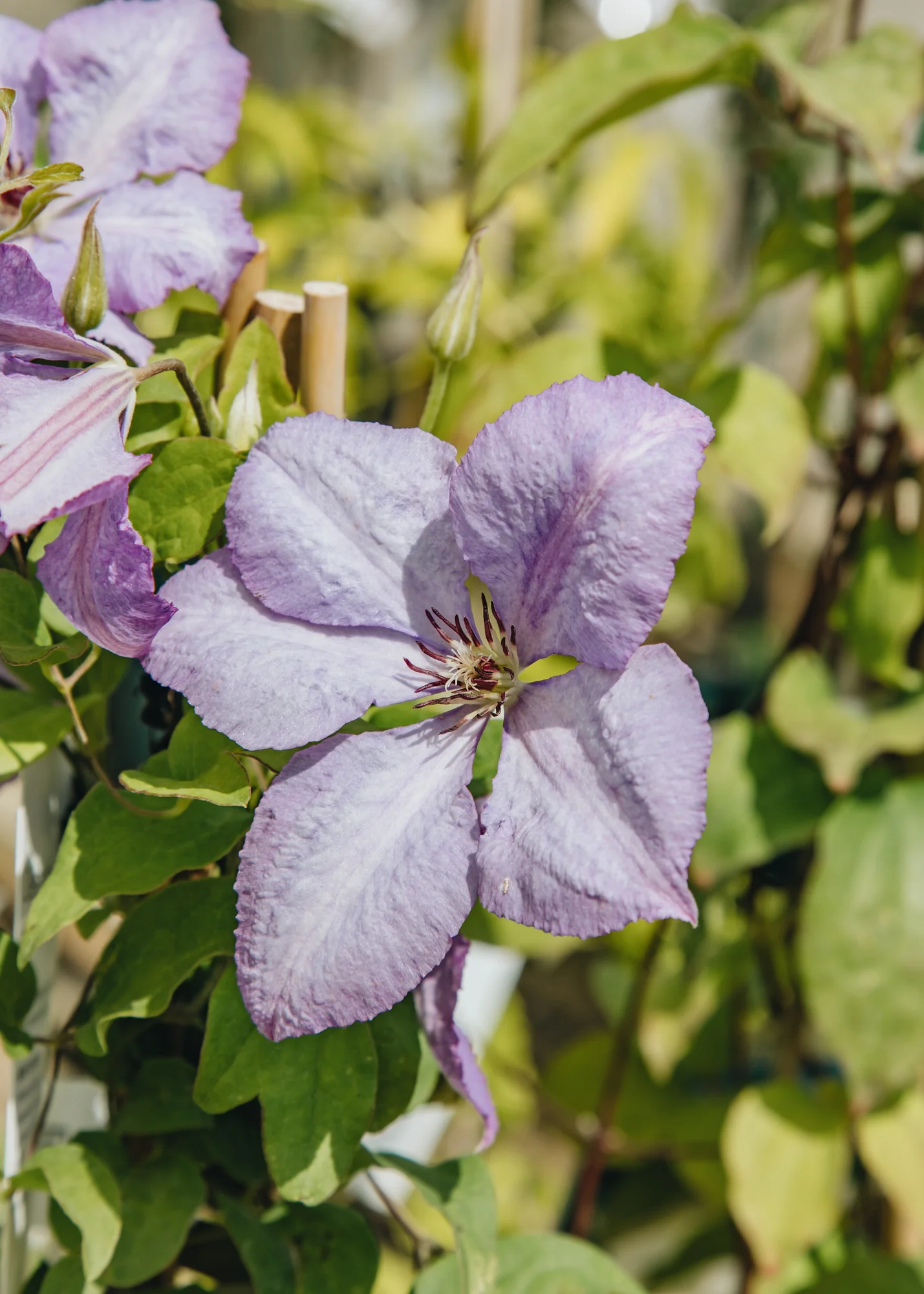 Clematis 'Margaret Hunt', 3L