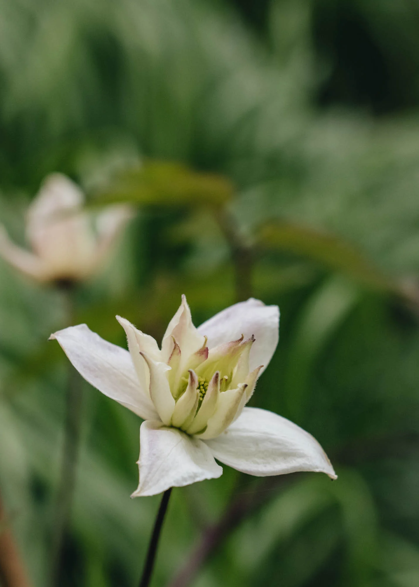 Clematis montana 'Double Delight', 3L