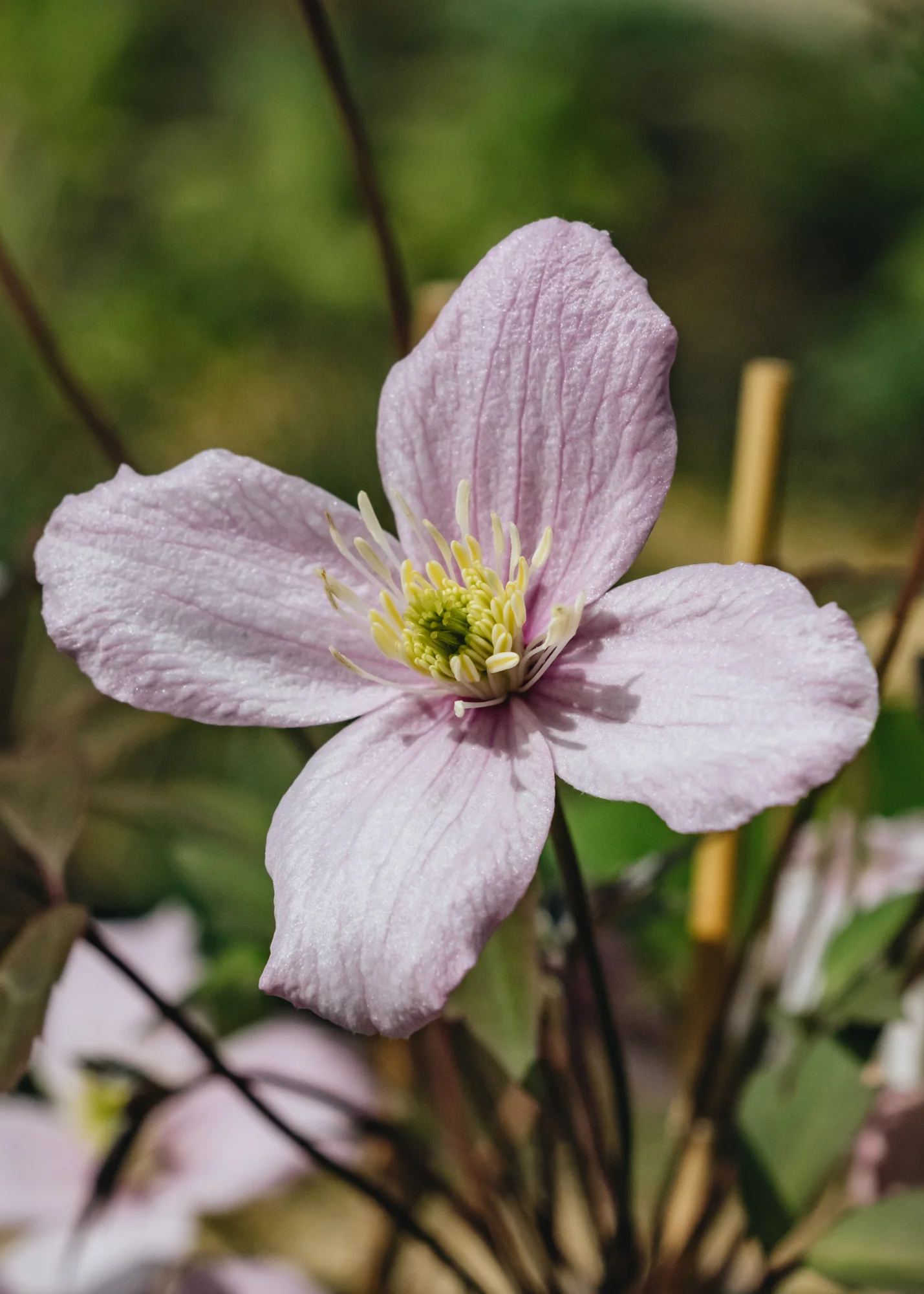 Clematis montana 'Elizabeth' AGM, 2/3L